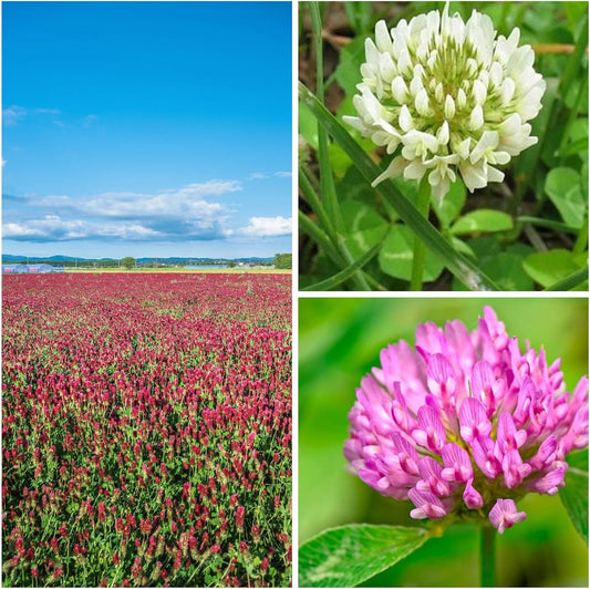Clover Trio Seed Blend – Premium 25 LB Bulk ~4,480,000 Seeds – Red, White & Crimson Clover – Cover Crop & Soil Enrichment Mix