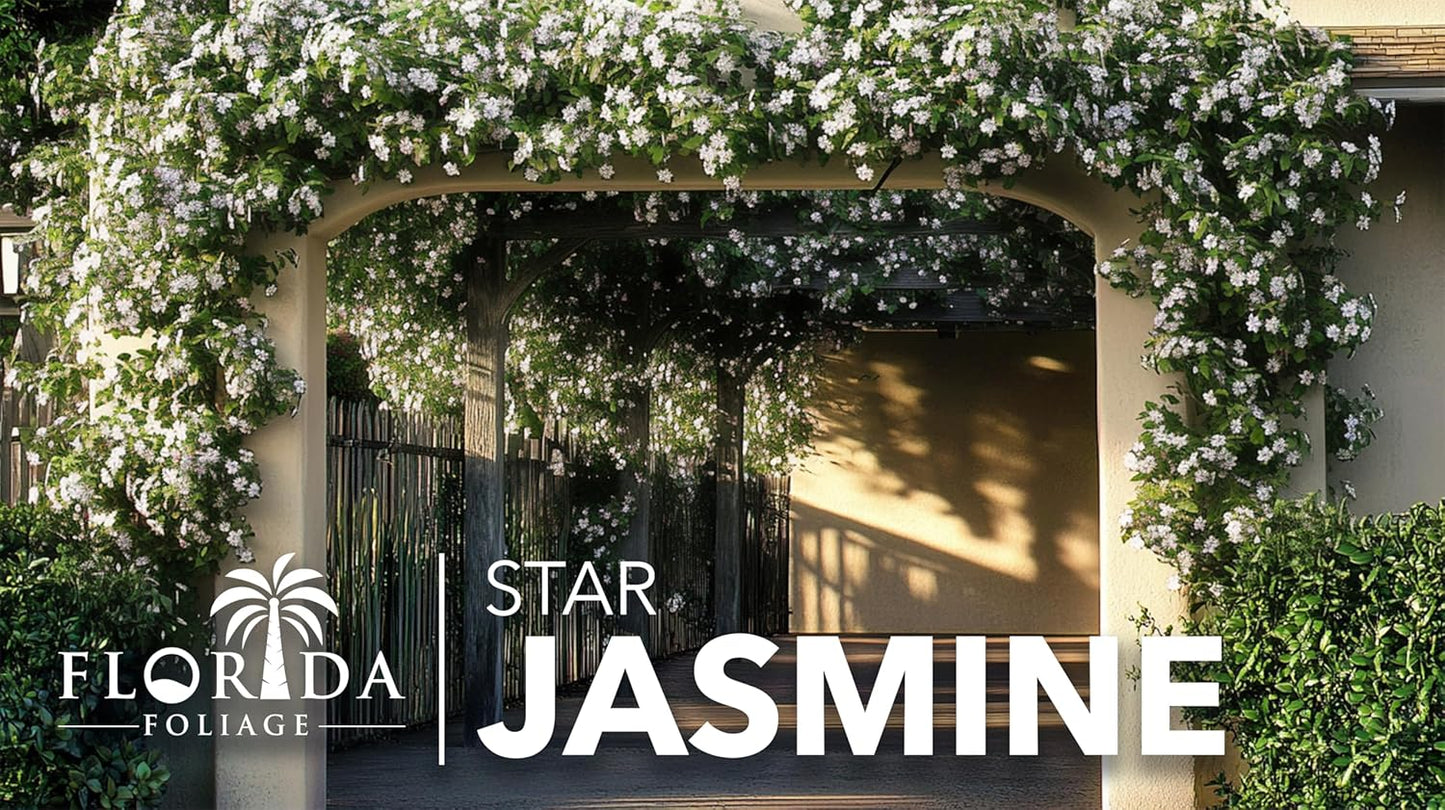 Star Jasmine | 10 Live Plants | Trachelospermum Jasminoides | Fragrant Blooming Evergreen Vine, Low Maintenance, Climbing, White Flowers, Attracts Pollinators, Drought Tolerant