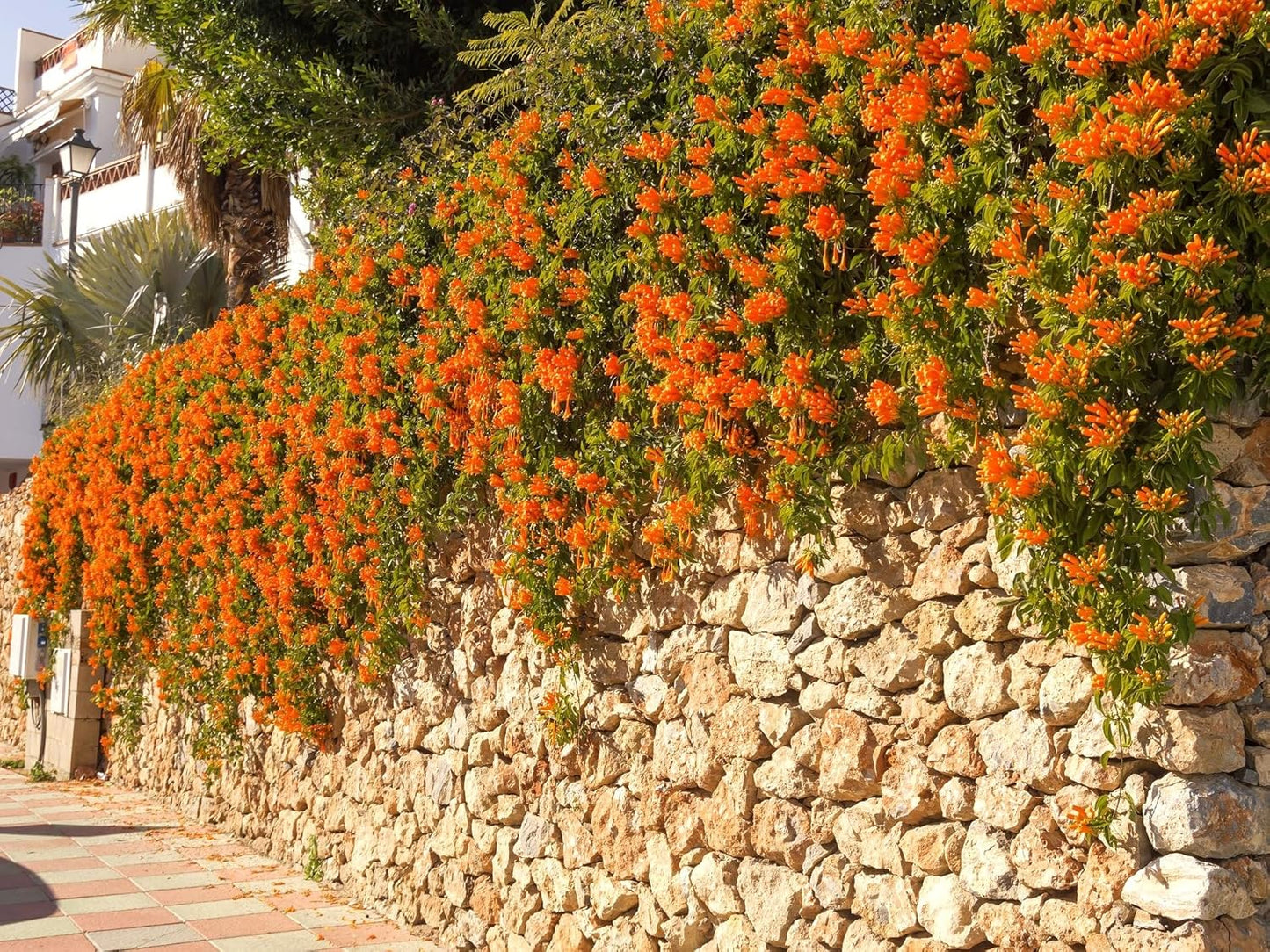 Greenwood Nursery: Live Perennial Plants - Tangerine Beauty Vine + Bignonia Capreolata - [Qty: 5X Pint Pots] - (Click for Other Available Plants/Quantities)