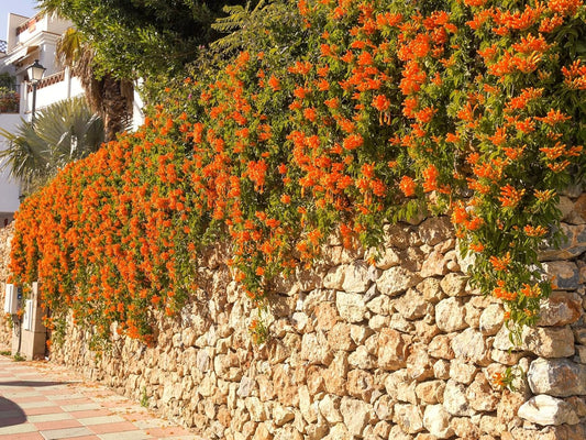 Greenwood Nursery: Live Perennial Plants - Tangerine Beauty Vine + Bignonia Capreolata - [Qty: 5X Pint Pots] - (Click for Other Available Plants/Quantities)