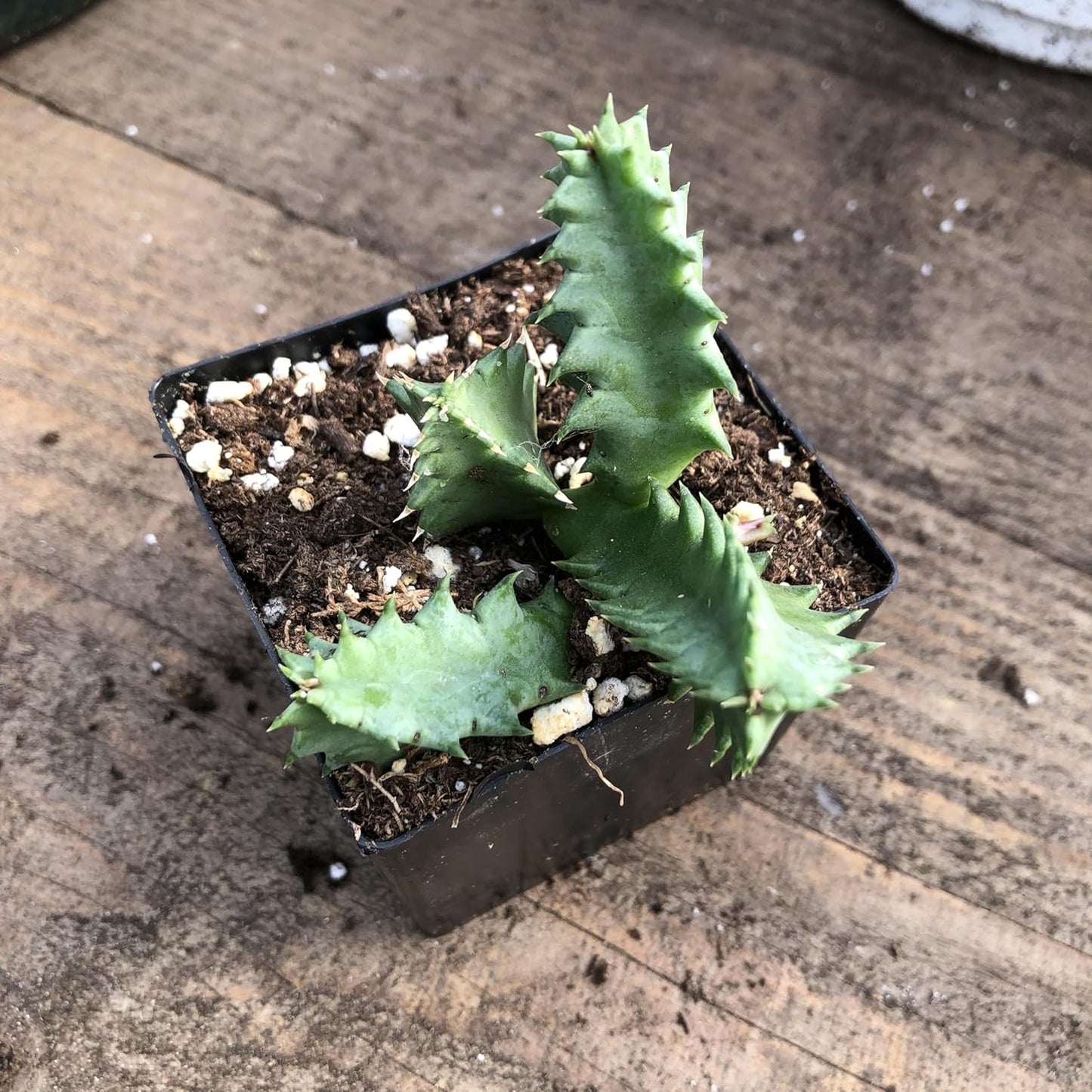 Lifesaver Plant (Huernia zebrina) Live House Plant in 2.5 inch Pot - by Smoke Camp Crafts - Organic Live Plant