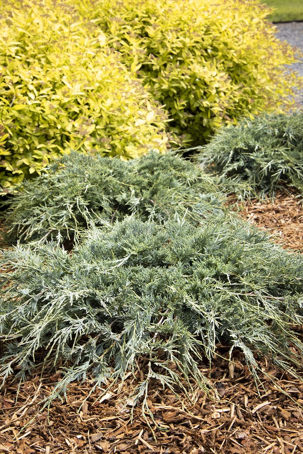 Blue Sargent Juniper - 3 Live Plants - Juniperus Chinensis - Drought Tolerant Cold Hardy Evergreen Ground Cover