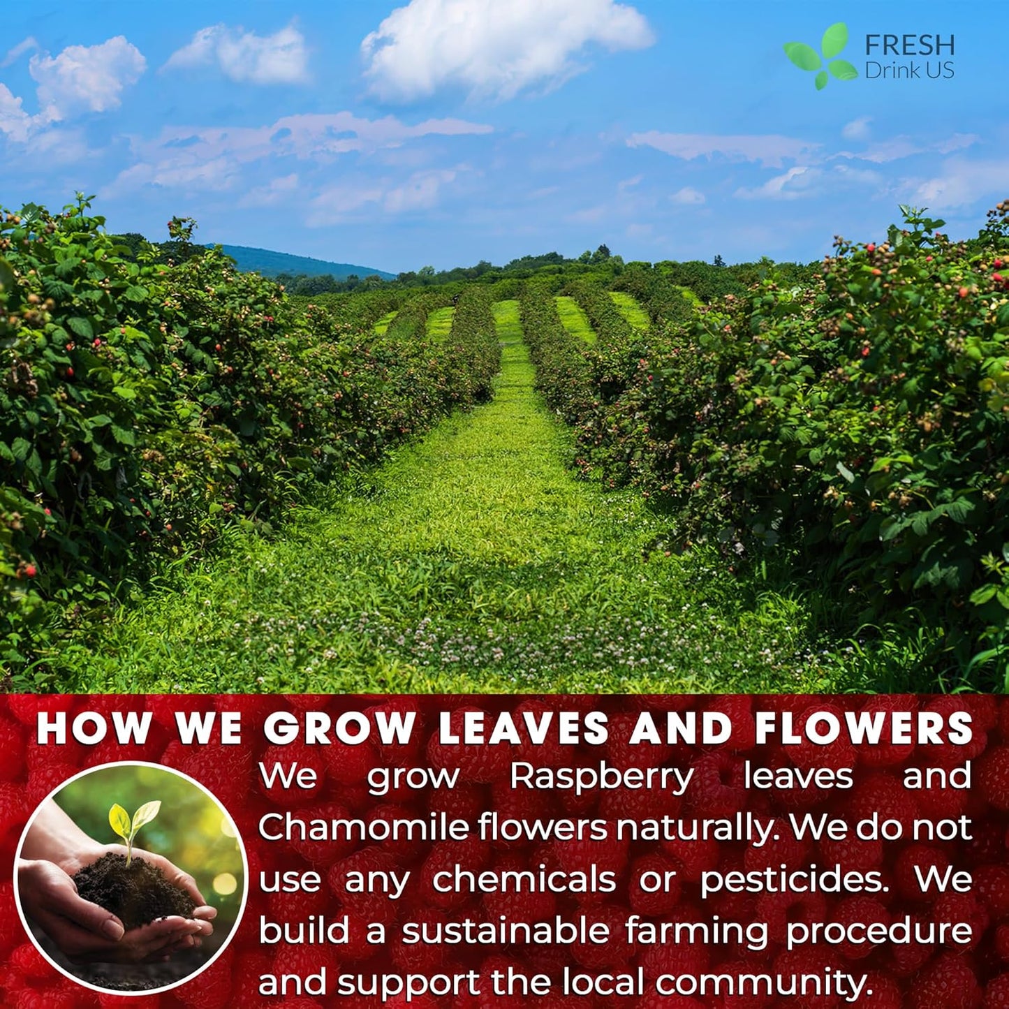 FreshDrinkUS, Premium Raspberry Leaf Tea with Chamomile – 135 Tea Bags | Naturally Caffeine-Free Herbal Blend | Soothing Floral Flavor | Premium Loose Herbal Tea in Natural Material Tea Bags