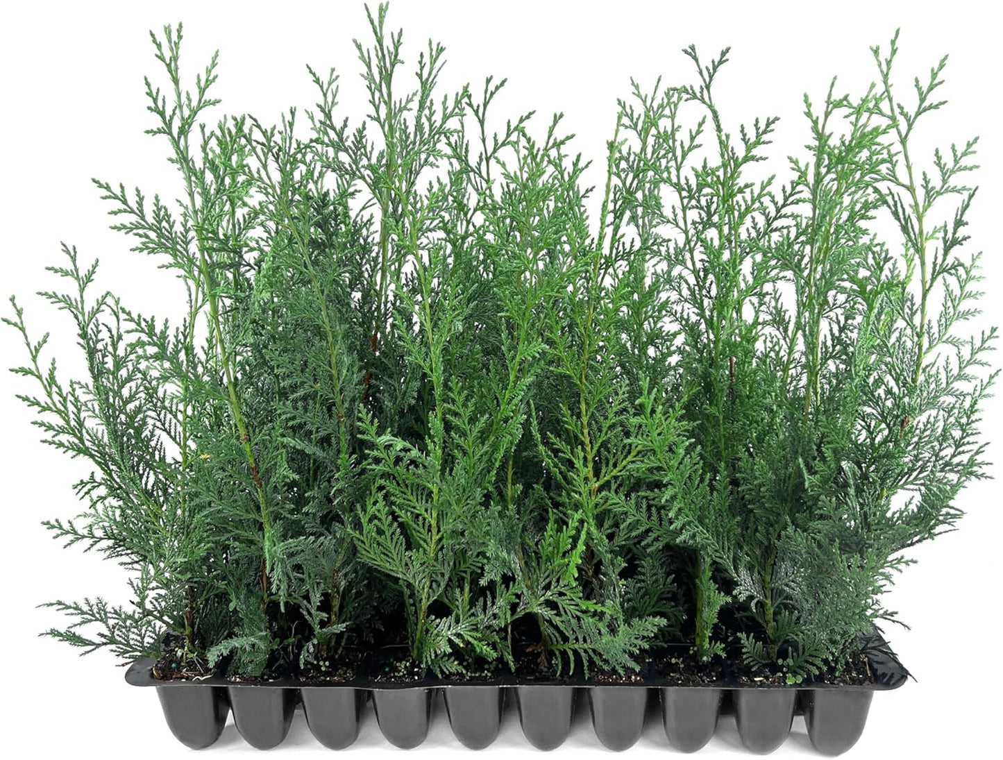 Leyland Cypress | 3 Live Plants | Cupressocyparis leylandii | Fast Growing Privacy Trees, Evergreen Landscape Plants, Drought Tolerant, Low Maintenance, Windbreak, Hardy