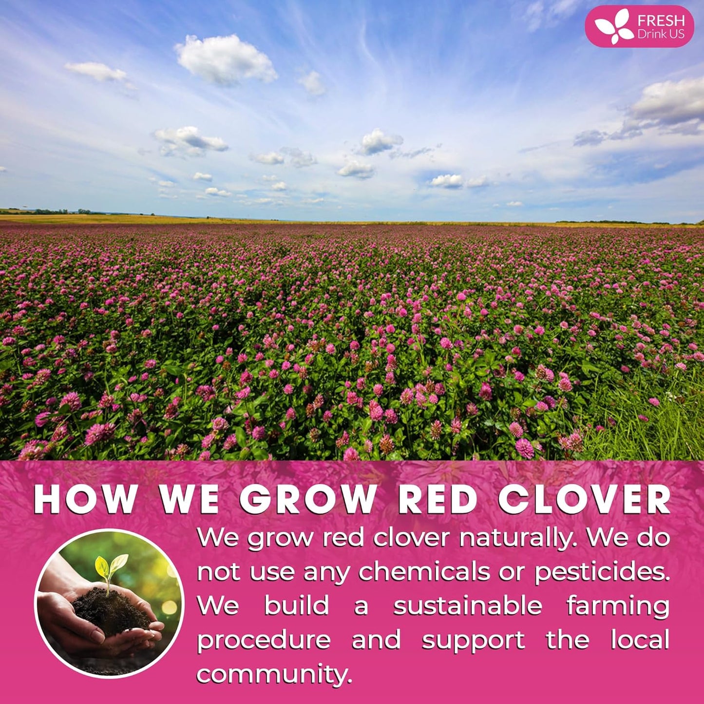 FreshDrinkUS, Premium Red Clover Herbal Tea– 135 Tea Bags – Pure – Naturally Smooth & Mild Flavor – Premium Quality, Eco-Conscious Packaging. Caffeine-Free. Gluten Free. Vegan