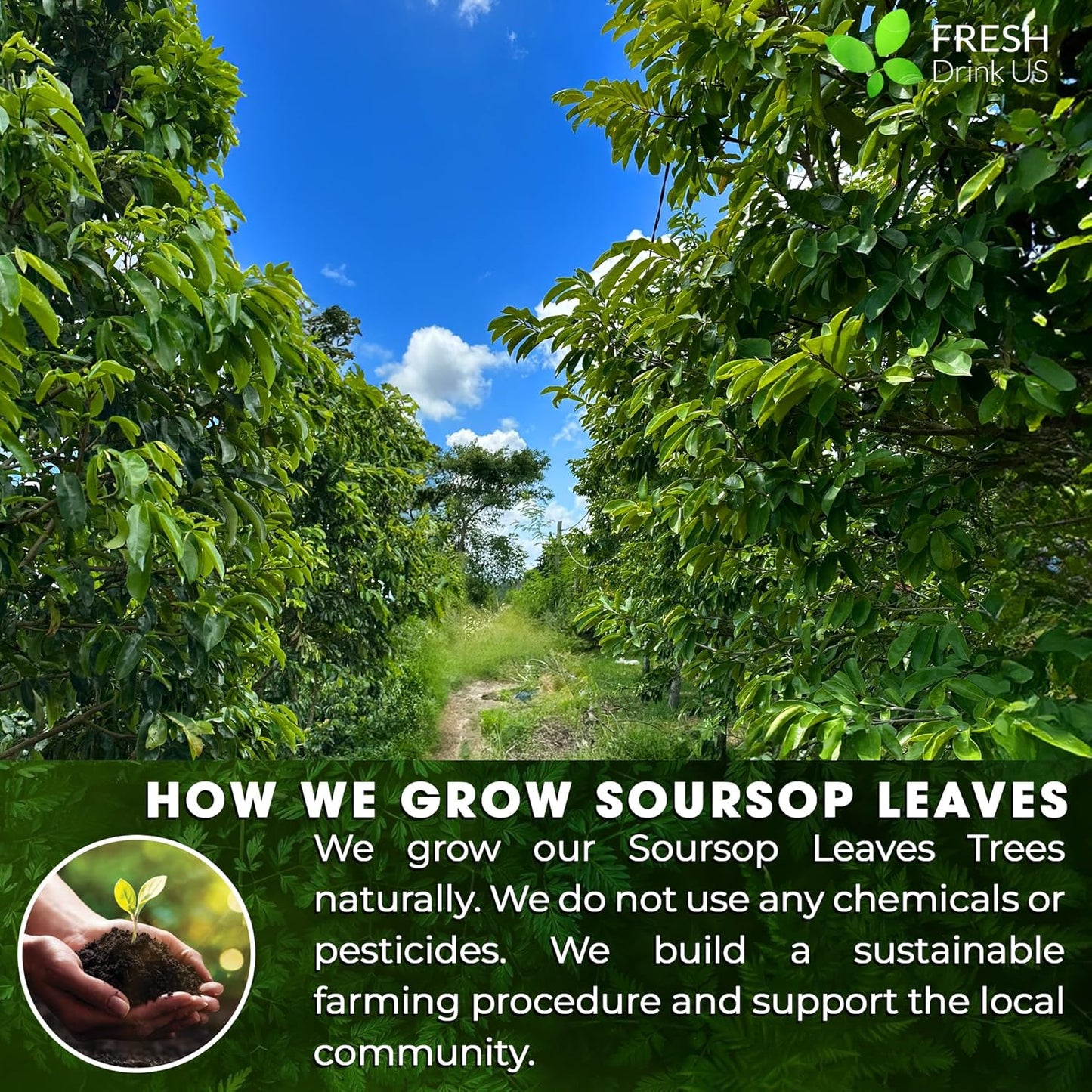 FreshDrinkUS, Premium 30+ Soursop Graviola Dried Leaves, Natural Whole Soursop Leaves, Wildcrafted, Hoja Guanabana, Loose Leaf Herbal Tea, No Gluten, Vegan