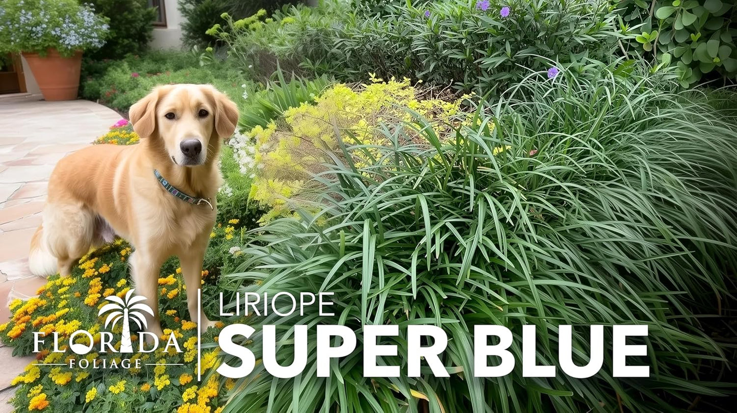 Liriope Super Blue | 20 Live Plants | Liriope muscari 'Super Blue' | Ornamental Ground Cover Plants | Shade-Tolerant Landscaping Perennial