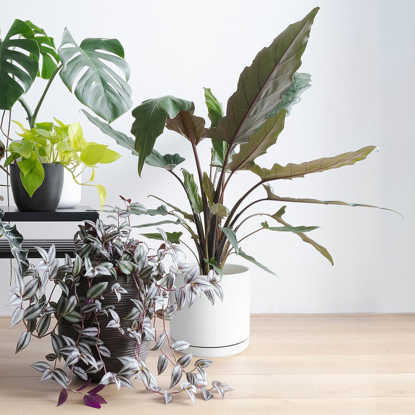 D'vine Dev 8 Inch & 10 Inch Ceramic Planter Pot for Plants with Drainage Hole and Saucer, Large Plant Pots Set, White, 94-G-L-1