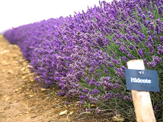 Greenwood Nursery: Live Perennial Plants - Hidcote Blue Lavender + Lavandula Angustifolia - [Qty: 10x Pint Pots] - (Click for Other Available Plants/Quantities)