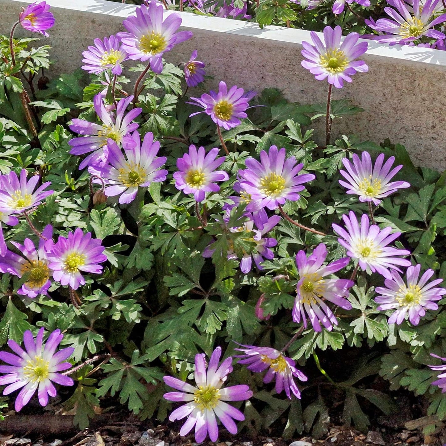 Easy to Grow Anemone Blanda Pink Shades 20 Plant Bulbs - Pink Flowers in Spring Outdoor, Full Sun