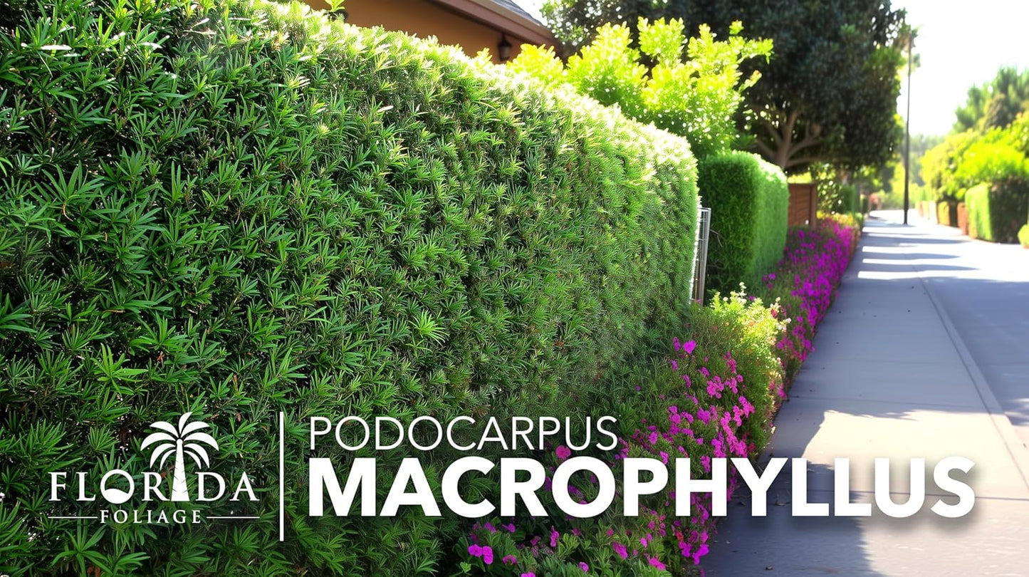 Podocarpus Macrophyllus Japanese Yew | 30 Live Plants | Podocarpus macrophyllus | Privacy Hedge Shrub | Evergreen Landscaping Plants for Gardens & Borders