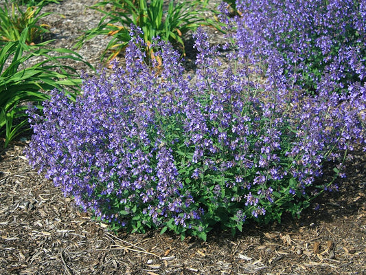 Greenwood Nursery: Live Perennial Plants - 'Junior Walkers Low' Catmint + Nepeta × Faassenii - [Qty: 2X Pint Pots] - (Click for Other Available Plants/Quantities)