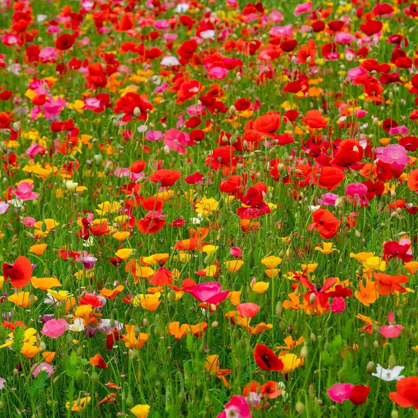 Eden Brothers Poppy Power Flower Mixed Seeds for Planting, 1/4 lb, 120,000+ Seeds with Red Corn, Iceland, California Poppy, Attracts Pollinators, Plant in Spring or Fall, Zones 3, 4, 5, 6, 7, 8, 9, 10