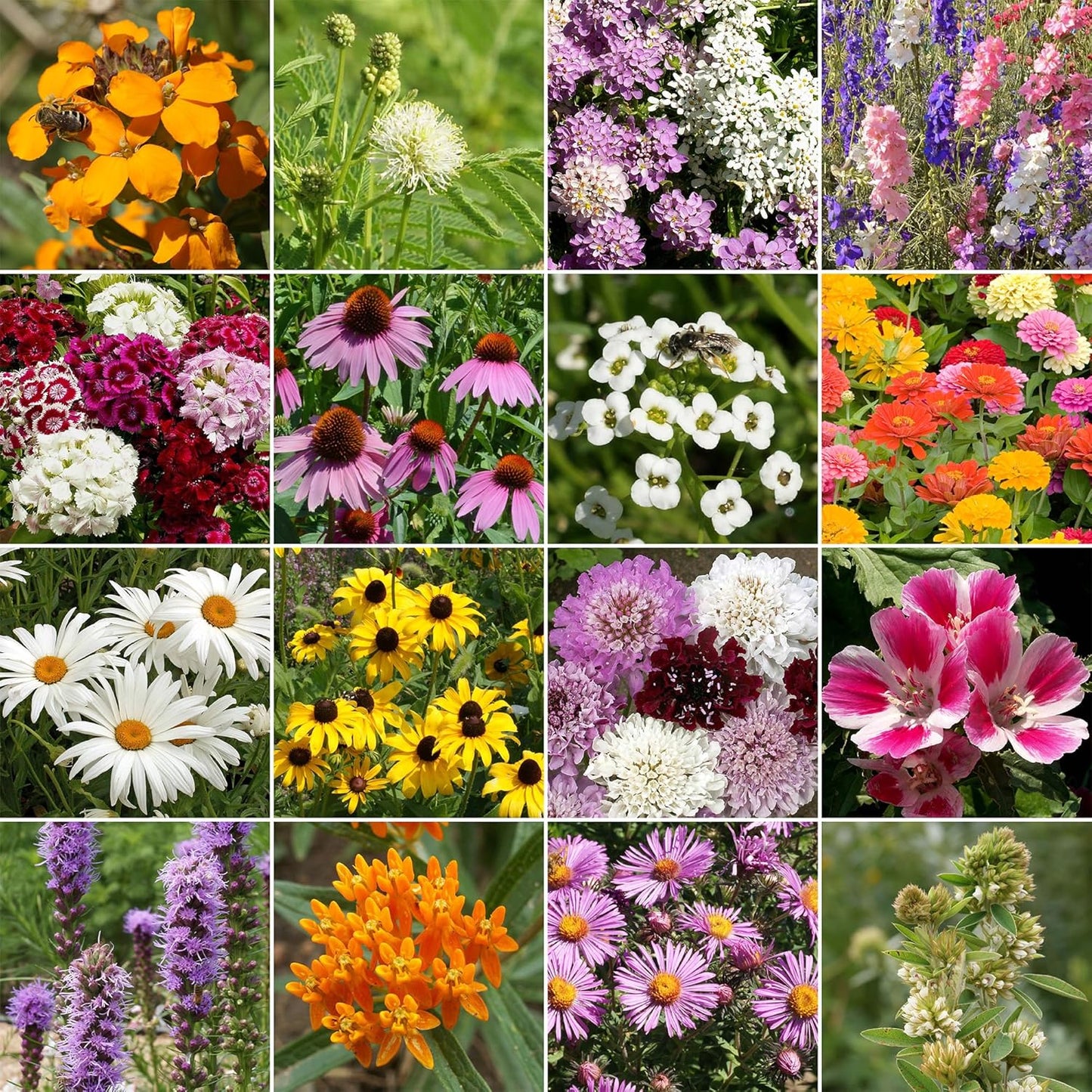 Ferry-Morse Butterfly Mix Bulk Wildflower Seeds, 1lb