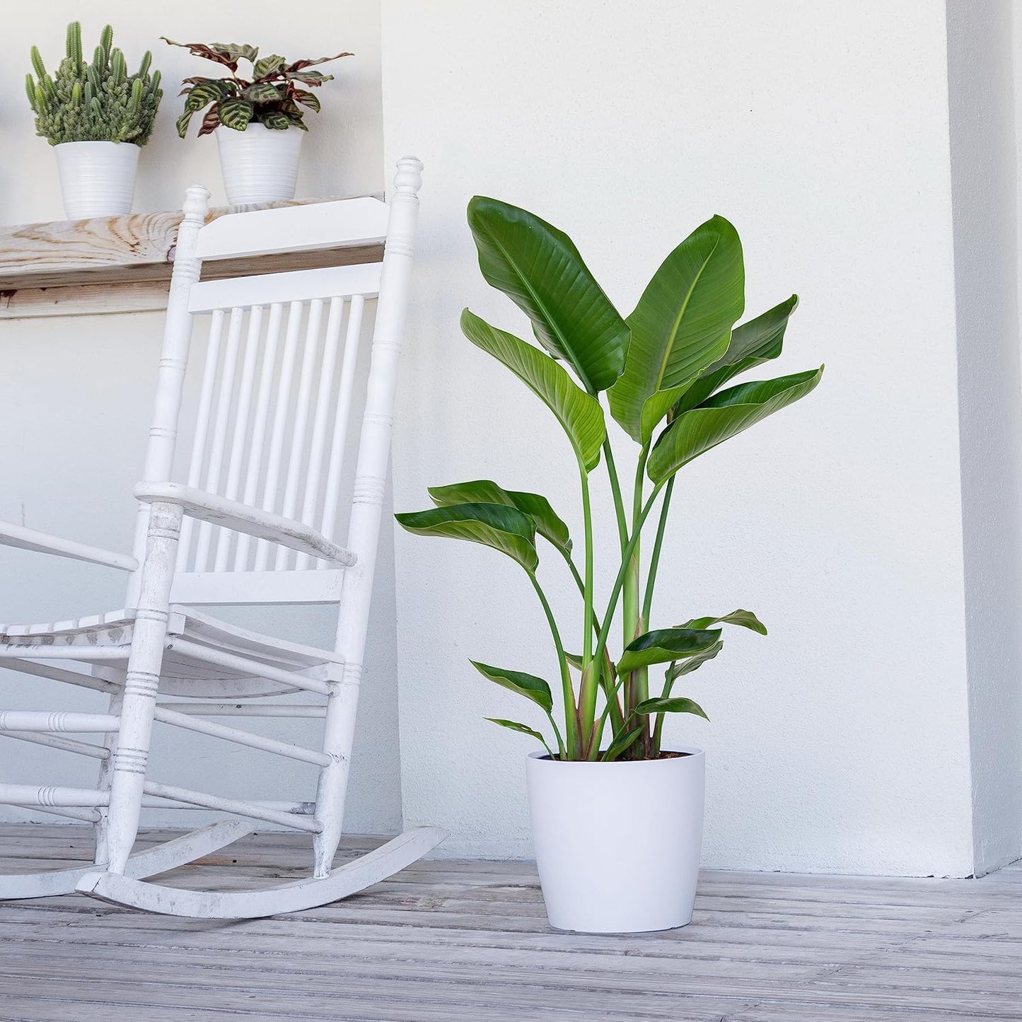 United Nursery White Bird of Paradise – Strelitzia Nicolai in 10” Grower Pot – 32–36 Inches Tall – Large Tropical Indoor Plant – Easy-Care Air-Purifying Floor Plant for Home or Office