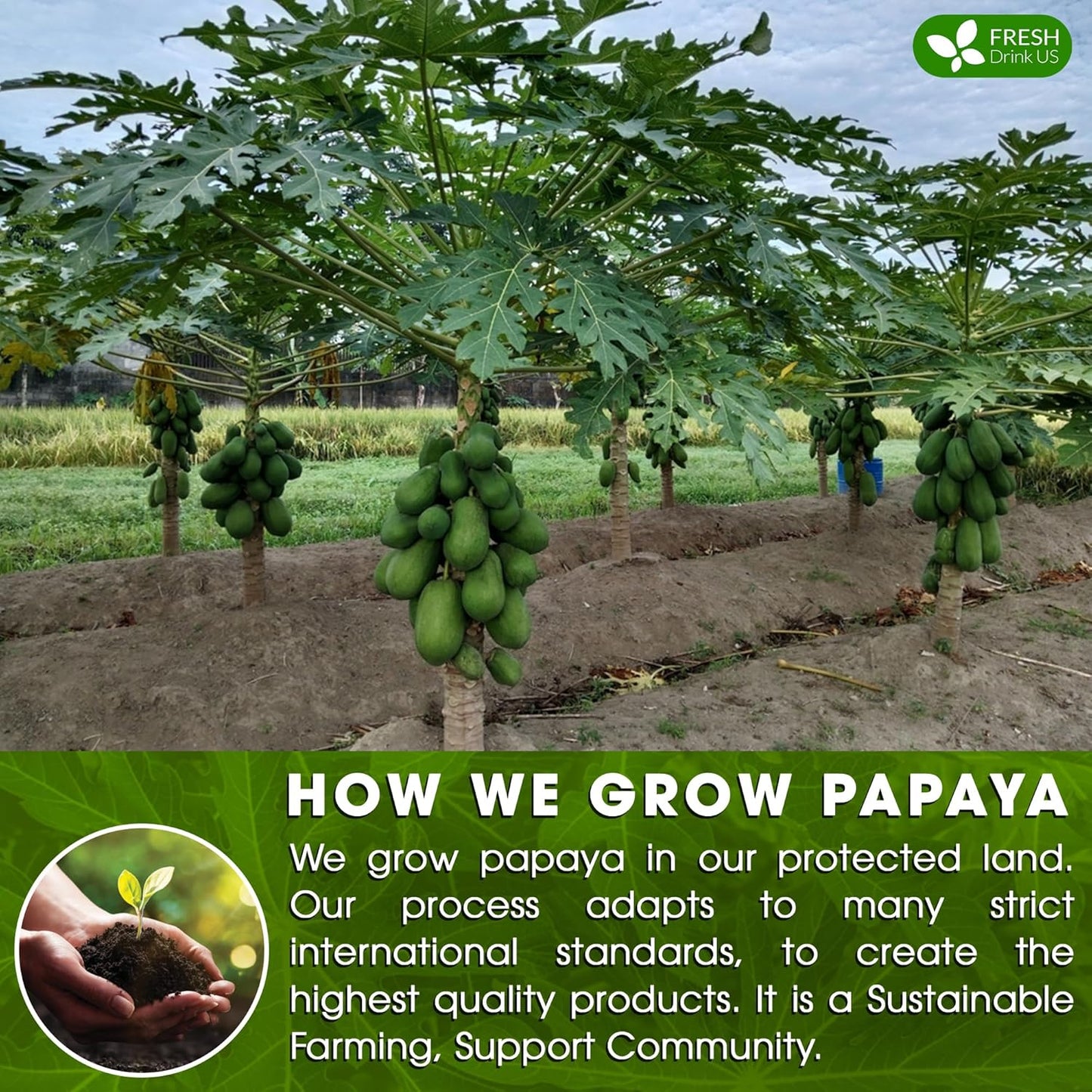 FreshDrinkUS, Premium 40 Papaya Leaf Tea Bags, 100% Natural & Pure. Loose Leaf Papaya Herbal Tea. Made with Natural Material Tea Bags. No Sugar, No Caffeine, No Gluten, Vegan.