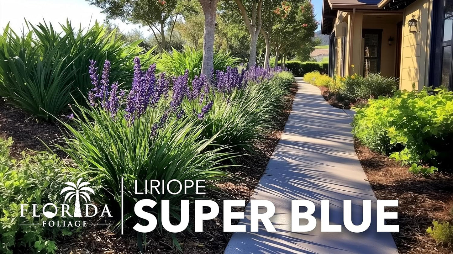 Super Blue | 5 Live Plants | Liriope Muscari | Ground Cover Plant, Ornamental Grass, Drought Tolerant, Low Maintenance, Evergreen Foliage, Purple Flower Spikes, Shade Garden Favorite, Easy to Grow
