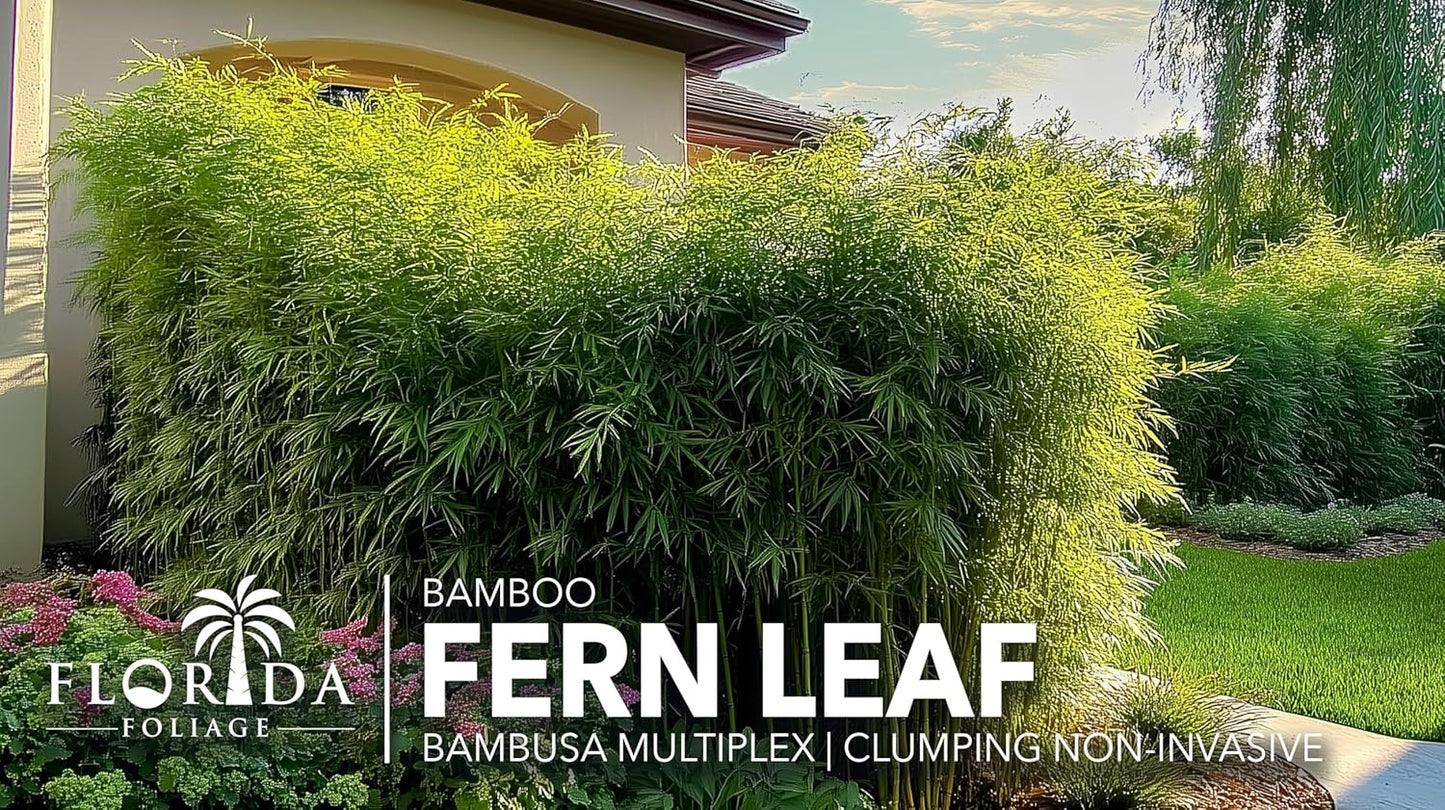 Bamboo Golden Goddess | 3 Large Gallon Size Plant | Bambusa multiplex | Fast Growing Clumping Bamboo | Privacy Hedge Windbreak Landscapes Borders Beds Decorative Accent Outdoor Screening Garden Zone