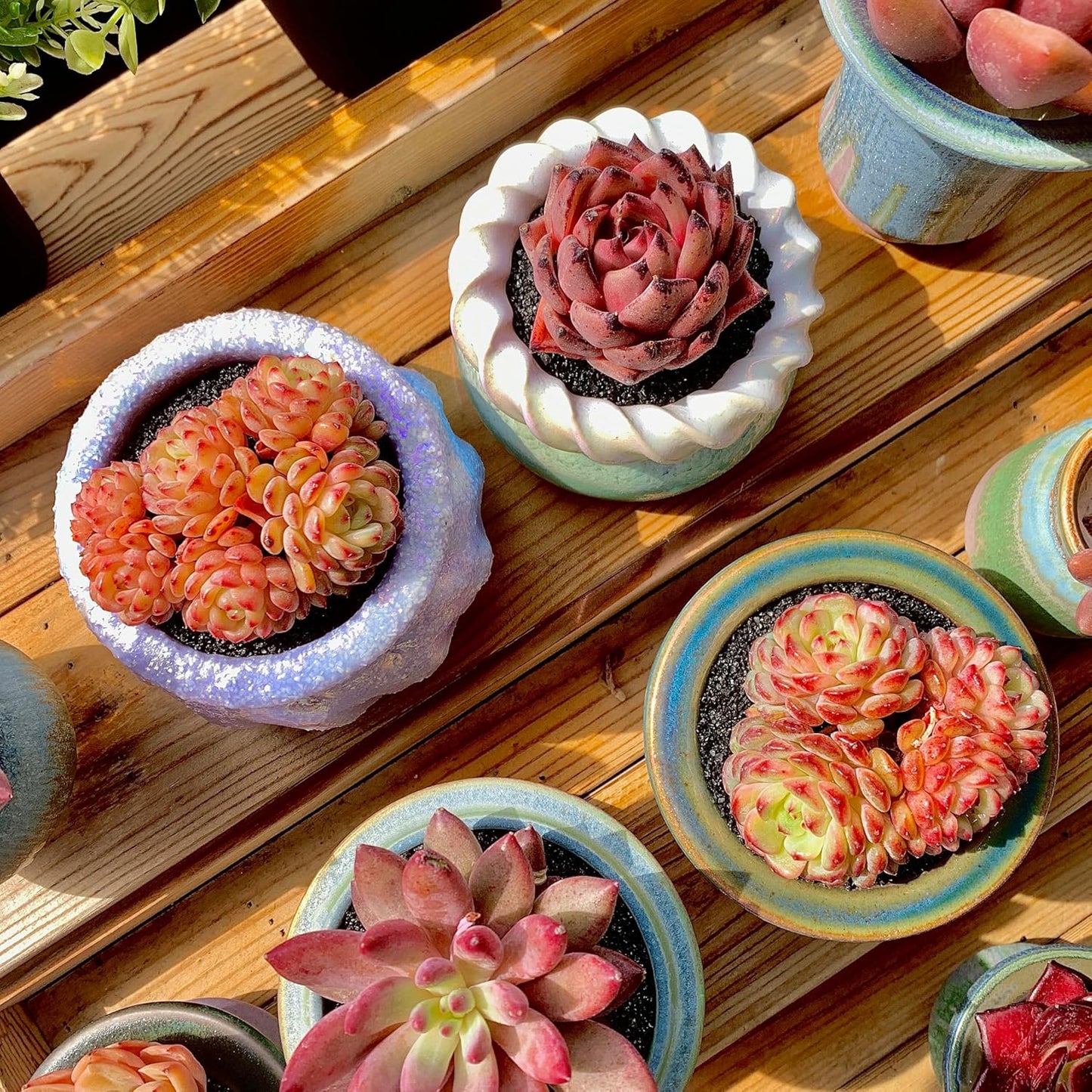 FWPP Suculentas Plant Live Echeveria Hani,Real Succulents Plants Live Red 3 inches Mini Succulents,Bare Root Without Pot Soil,Rare Succulent Plants Live Office Decoration Wedding and Gift
