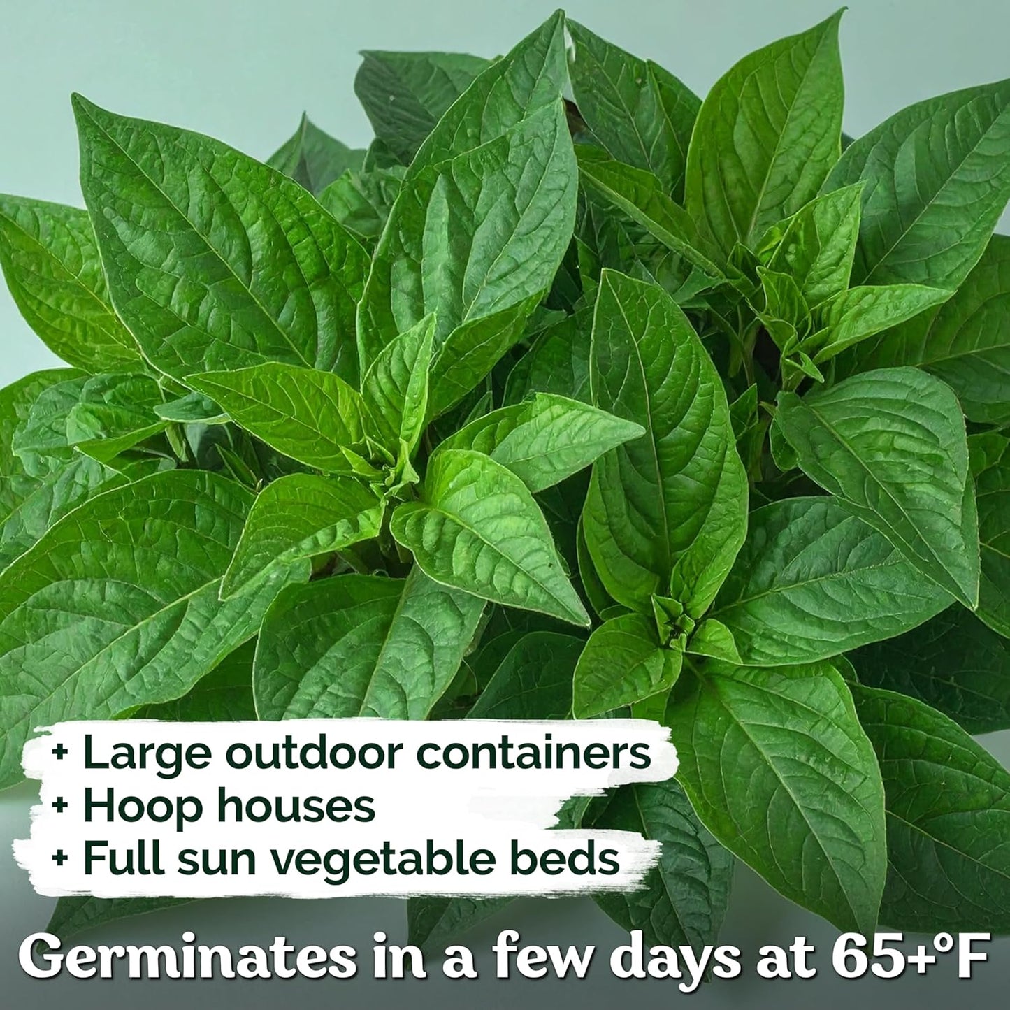 KVITER 3000 Egyptian Spinach Seeds - Molokhia (Corchorus Olitorius) – Jute Leaves, Ewedu, Rau Day, Saluyot Vegetable Seed – Non GMO & Heirloom Vegetable Seeds for Planting Outdoors & Indoors