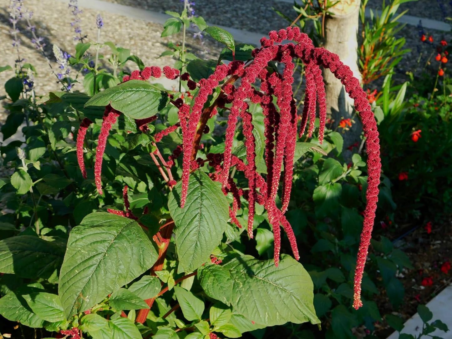 Organic Love Lies Bleeding Seeds (Amaranthus caudatus) 500 Seeds (0.5 Grams) - Foxtail Amaranth, Love-Lies Bleeding, Tassel Flowe, Velvet Flower, Gorgeous Unique Cut Flower by Smoke Camp Crafts