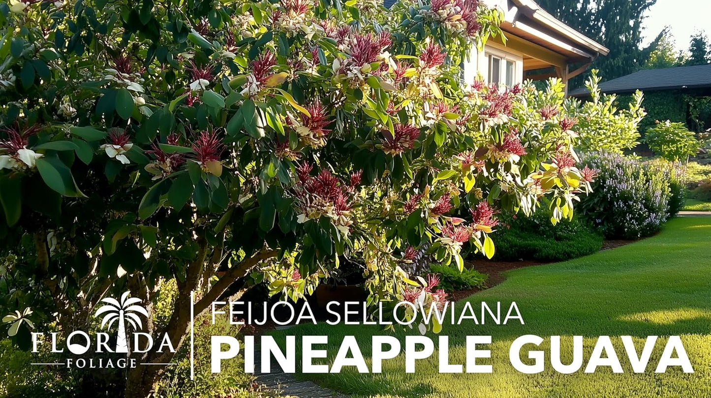Pineapple Guava - 10 Live Plants - Feijoa Sellowiana - Edible Fruit and Flowering Foliage