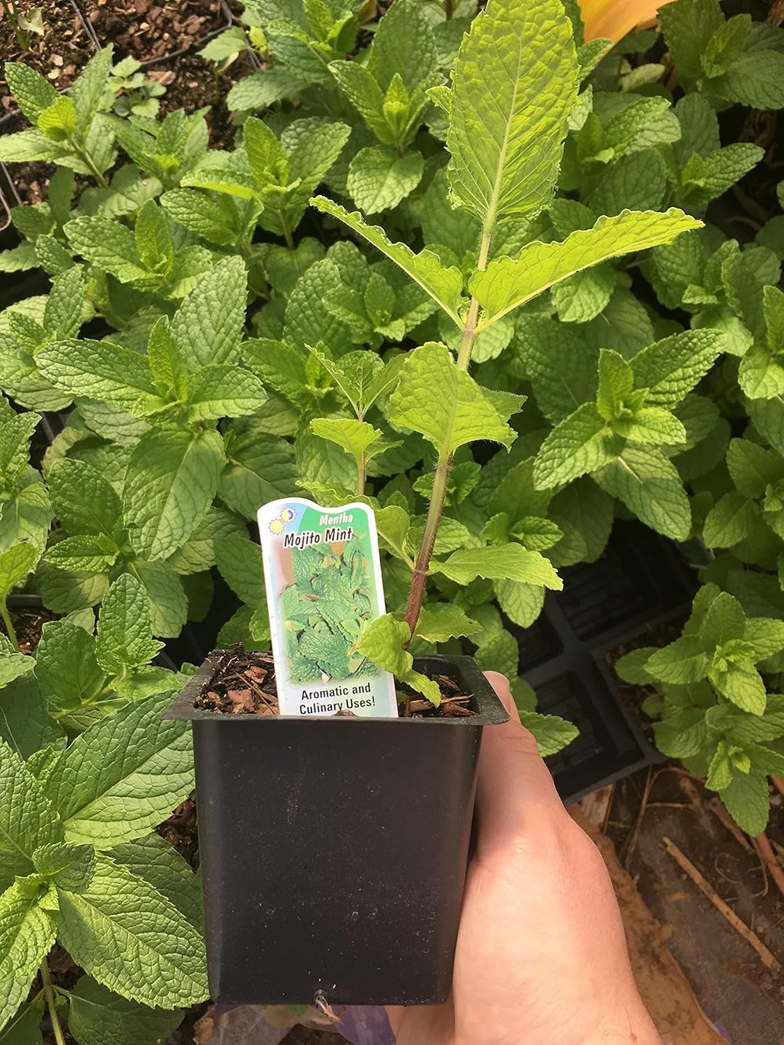 Mojito Mint Live Plant (mentha x villosa)