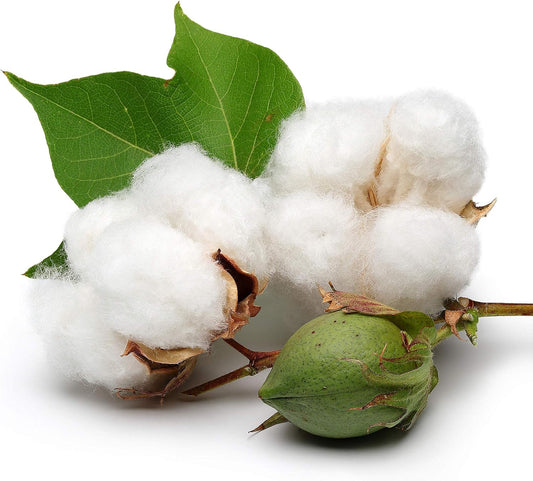 KVITER 25 White Cotton Seeds for Planting (Gossypium hirsutum) – Real Cotton Plant, Cottons Seeds for Growing, Heirloom & Non-GMO Cotton's Plant Seeds for Gardeners – Perfect for Ornamental or Fiber