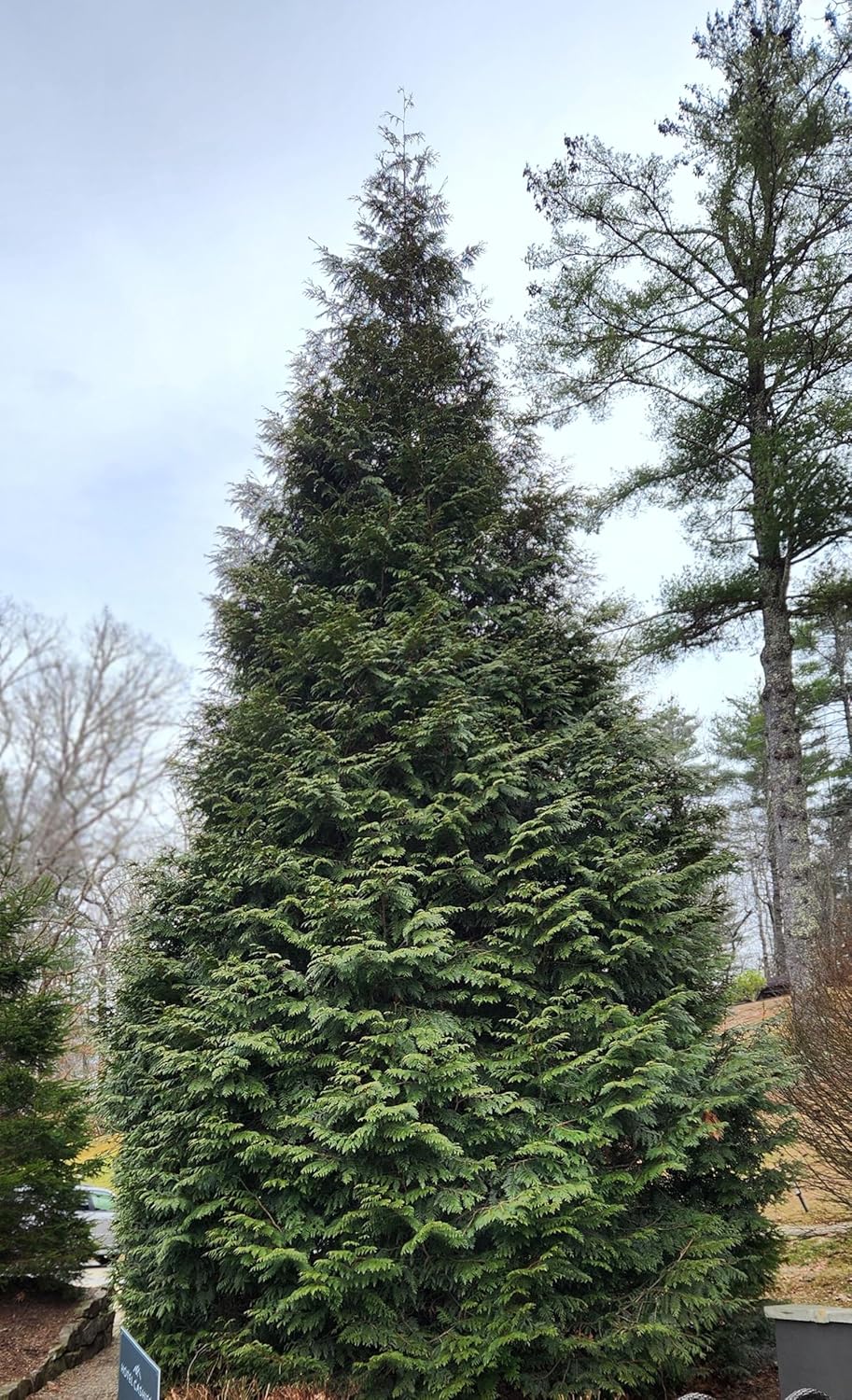 Thuja Green Giant Arborvitae Lot of 4, 3 Inch Pot