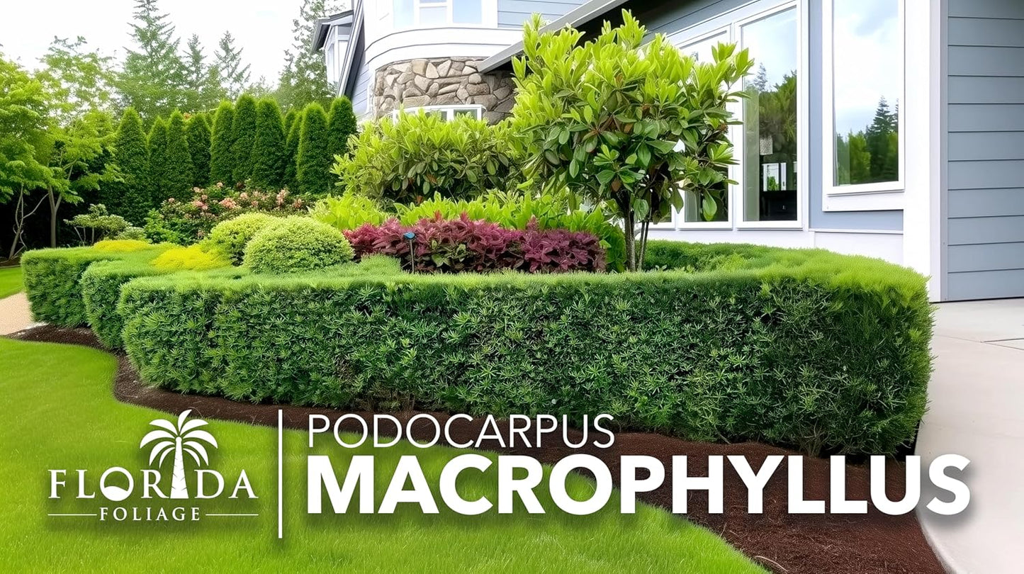 Podocarpus Macrophyllus Japanese Yew | 10 Live Plants | Podocarpus macrophyllus | Privacy Hedge Shrub | Evergreen Landscaping Plants for Gardens & Borders