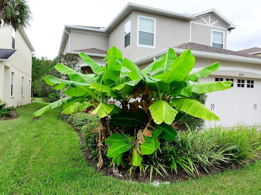 Greenwood Nursery: Live Perennial Plants - Musa Basjoo Cold Hardy Banana - [Qty: 3X Pint Pots] - (Click for Other Available Plants/Quantities)