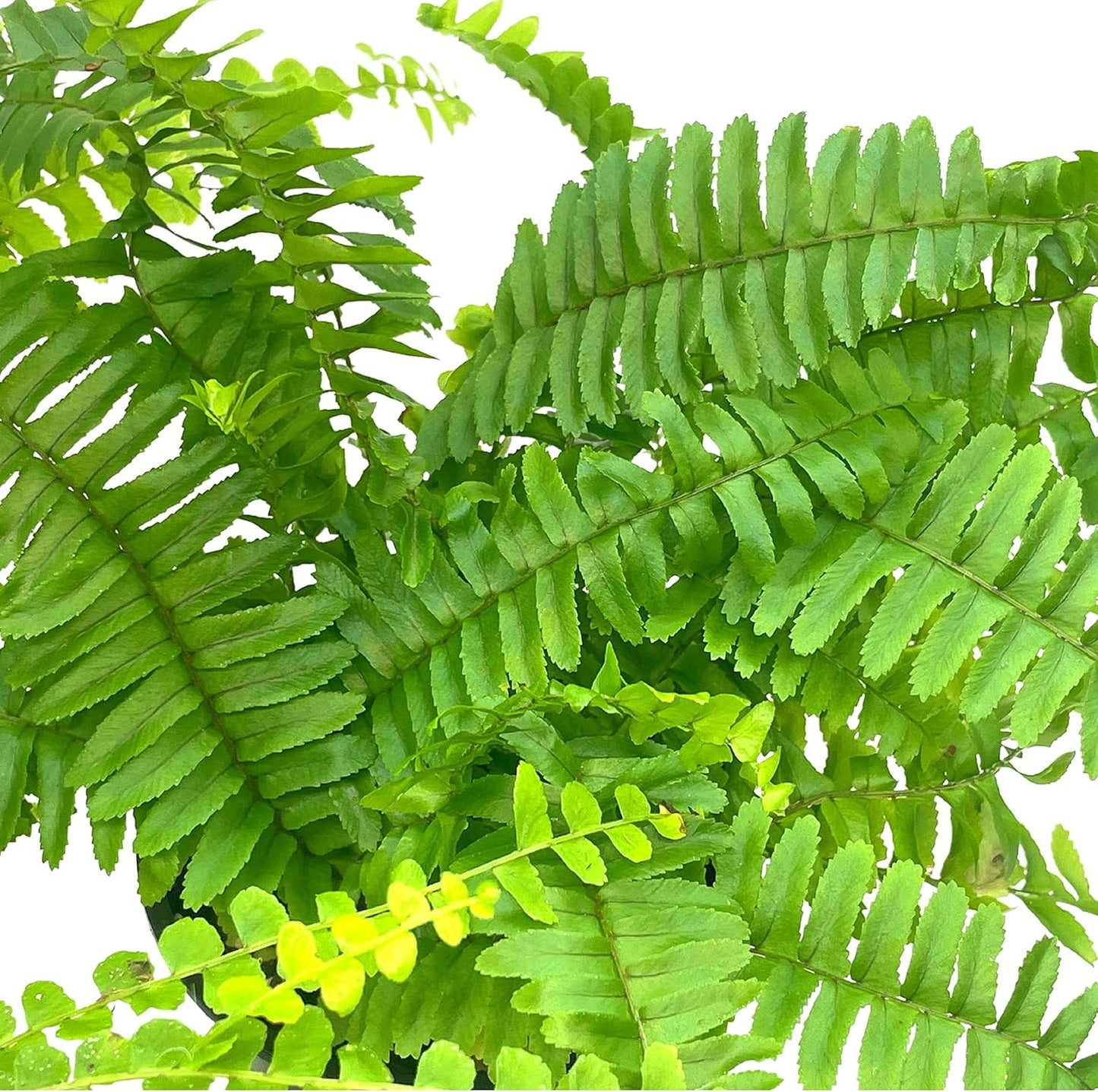 BubbleBlooms Boston Fern Assortment, 3 Different 4 inch Boston Ferns, Nephrolepis exaltata Variety Mix