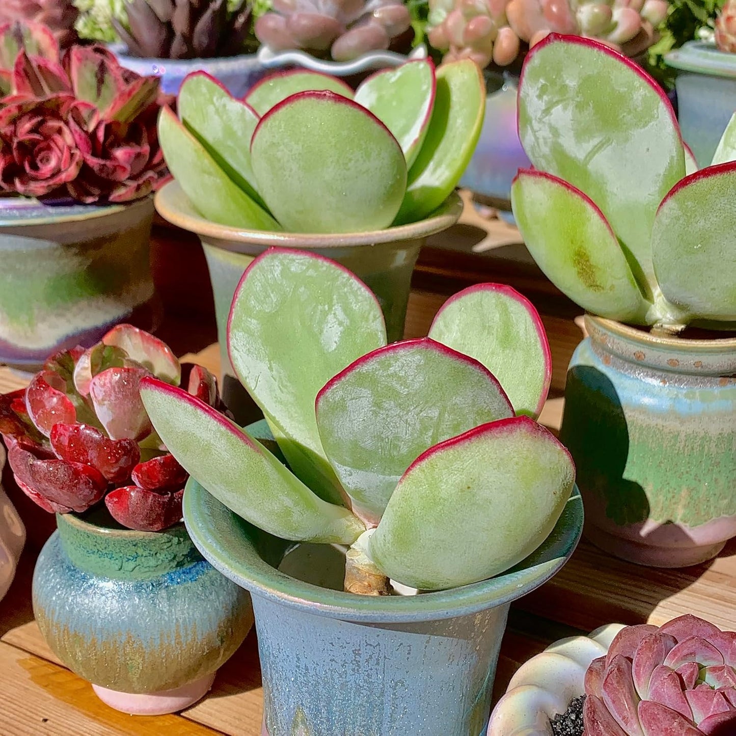 FWPP Live Succulents Plants Echeveria 'White Eyebrow' 3.5 inches,Rare Green Succulents Bare Root Without Pot Soil, Live Plants Indoor Office Decoration Wedding and Gift