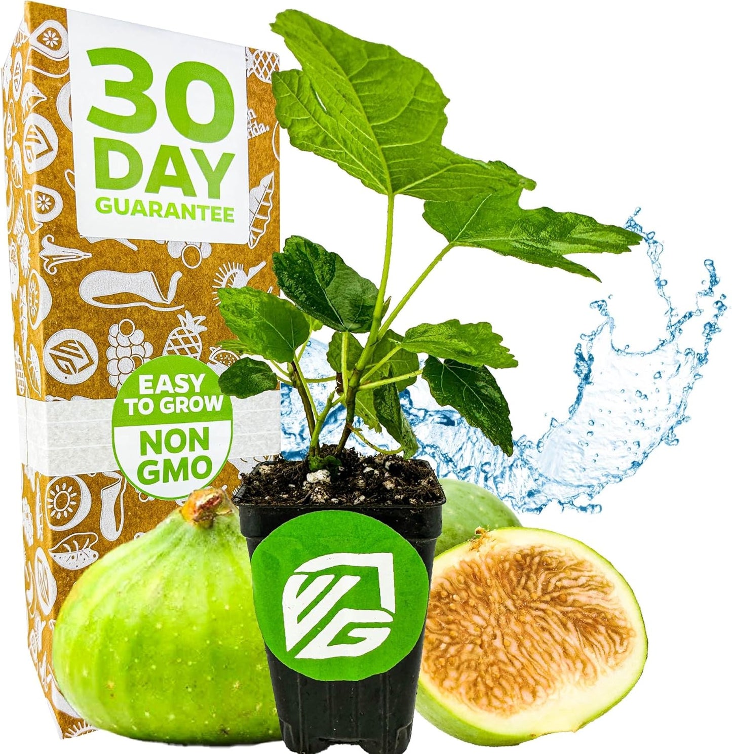 Lattarula Honey Fig (Italian Honey) Live Fig Plant - Ficus carica by Wellspring Gardens - Starter Plant for Your Garden and Patio - Grow Your Own Edible Fruit Tree