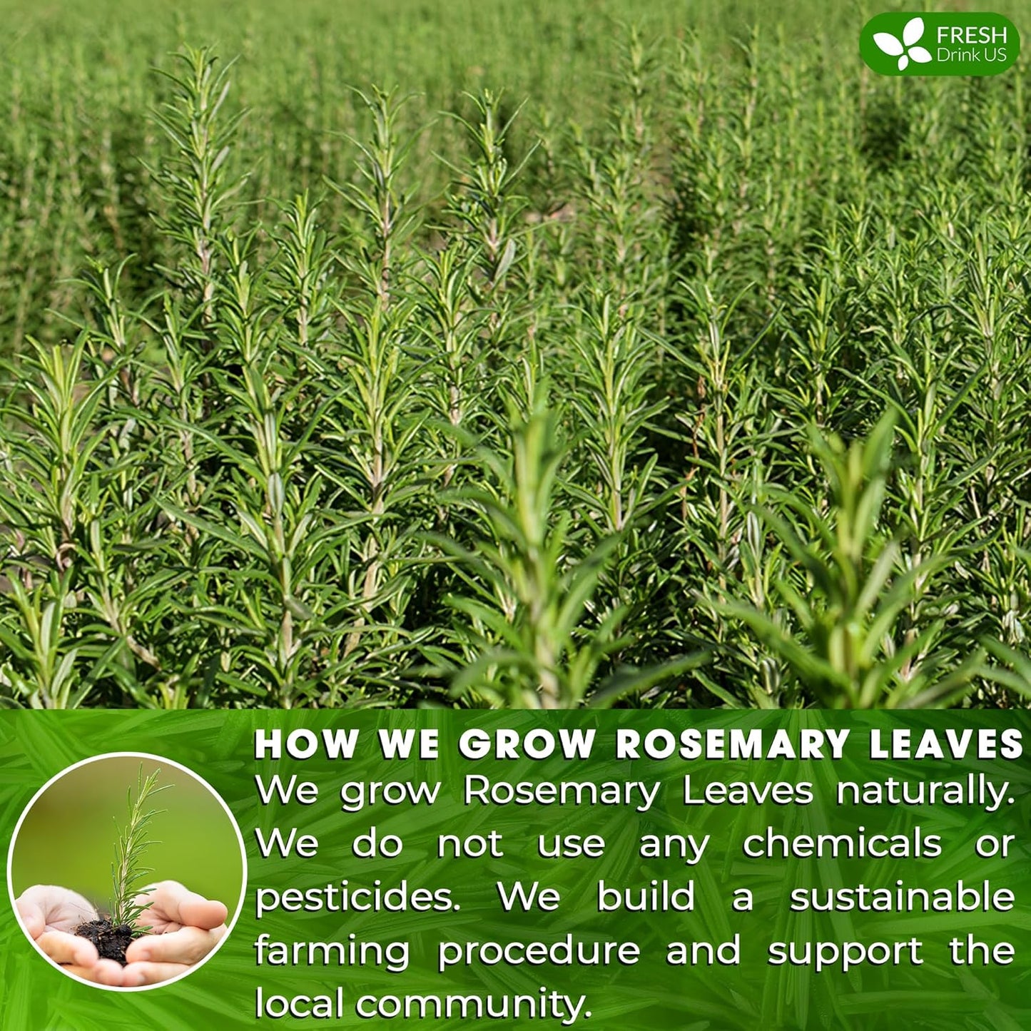 FreshDrinkUS, Premium 100 Rosemary Leaf Tea Bags, Made with 100% Natural Rosemary Dried Leaves, Pure Rosemary Herbal Tea, No Additives, No Caffeine, No Gluten, Vegan.