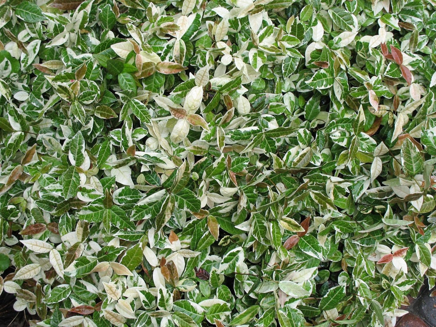 Jasmine Asiatic Variegated Plants | 15 Live 4 Inch Pots | Trachelospermum Asiaticum 'Variegata' | Fragrant Ground Cover | Evergreen Vine
