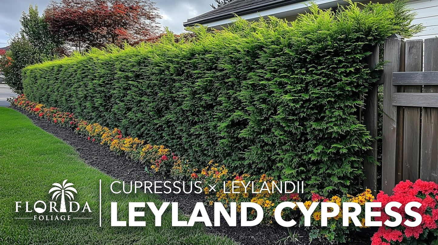 Leyland Cypress | 2 Extra Large 3 Gallon Plants | Cupressocyparis leylandii | Fast Growing Privacy Trees, Evergreen Landscape Plants, Drought Tolerant, Low Maintenance, Windbreak, Hardy