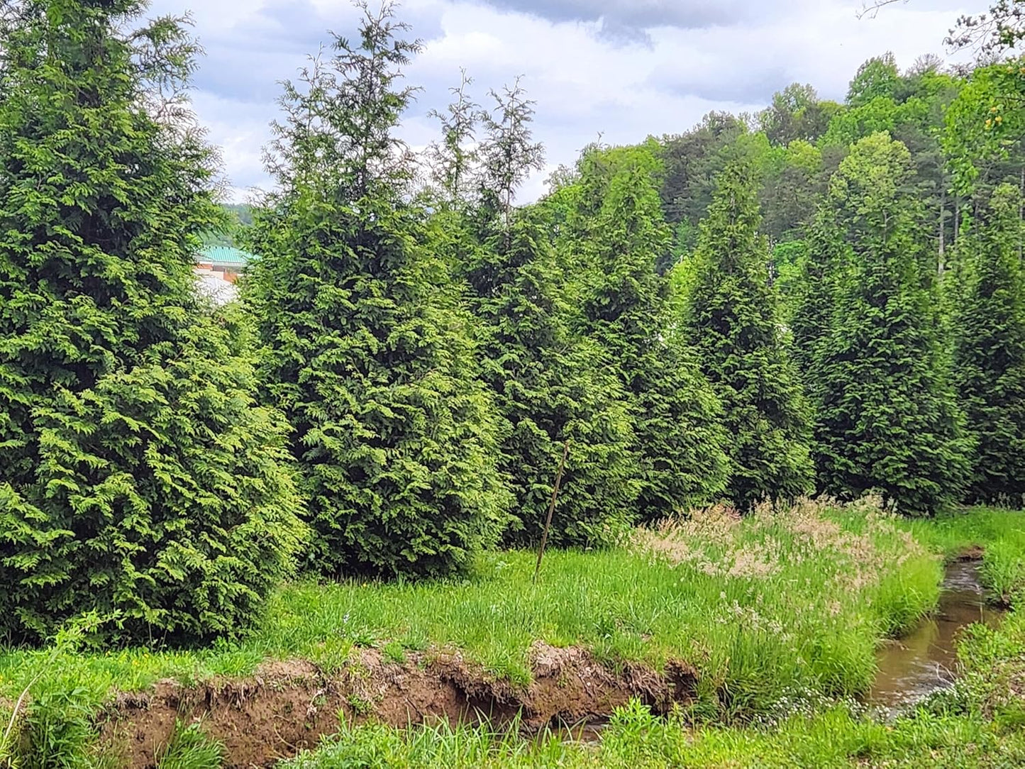 Thuja Green Giant Arborvitae Lot of 12, 3 Inch Pot