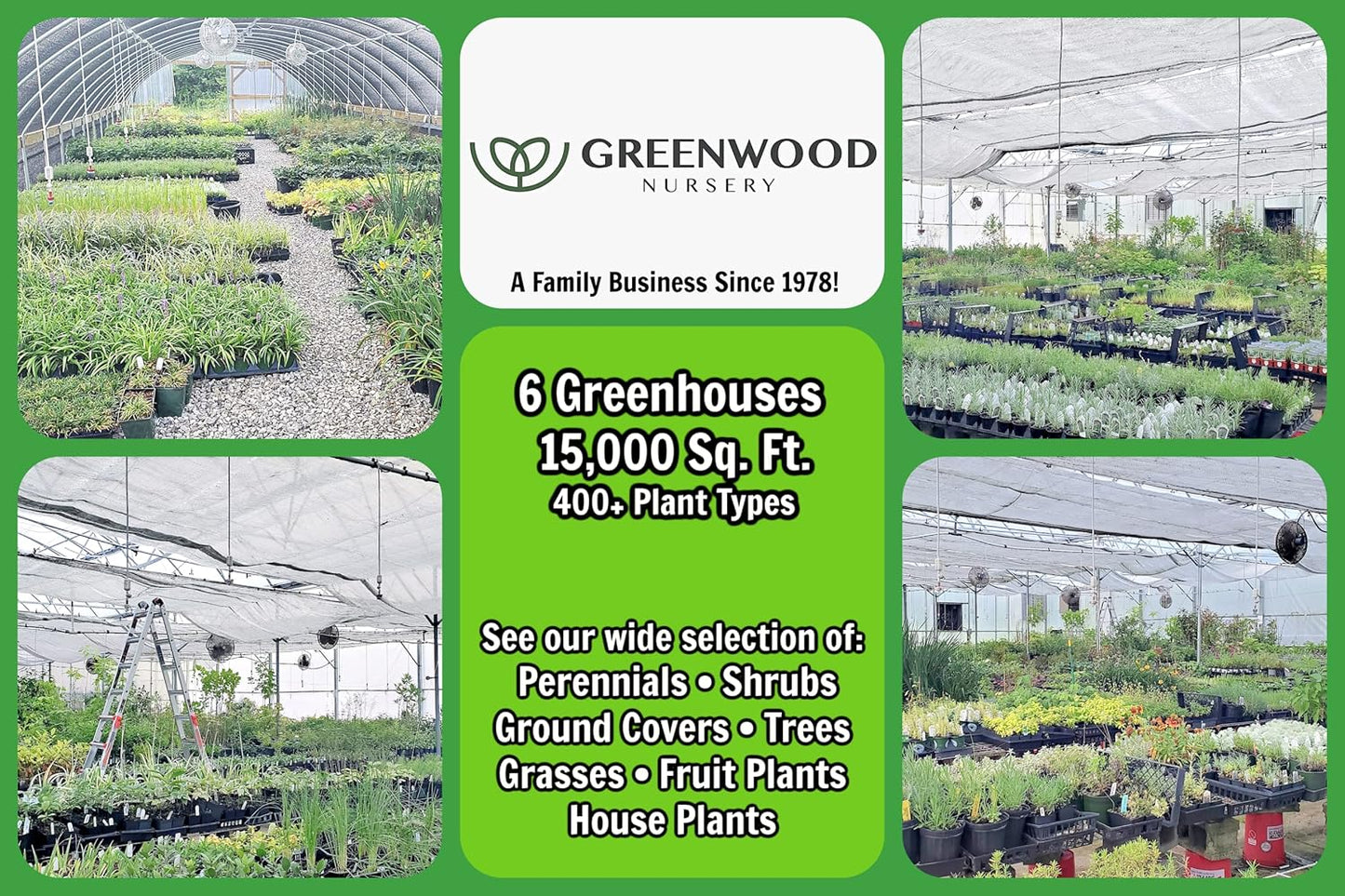Greenwood Nursery: Live Perennial Plants - Tangerine Beauty Vine + Bignonia Capreolata - [Qty: 3X Pint Pots] - (Click for Other Available Plants/Quantities)