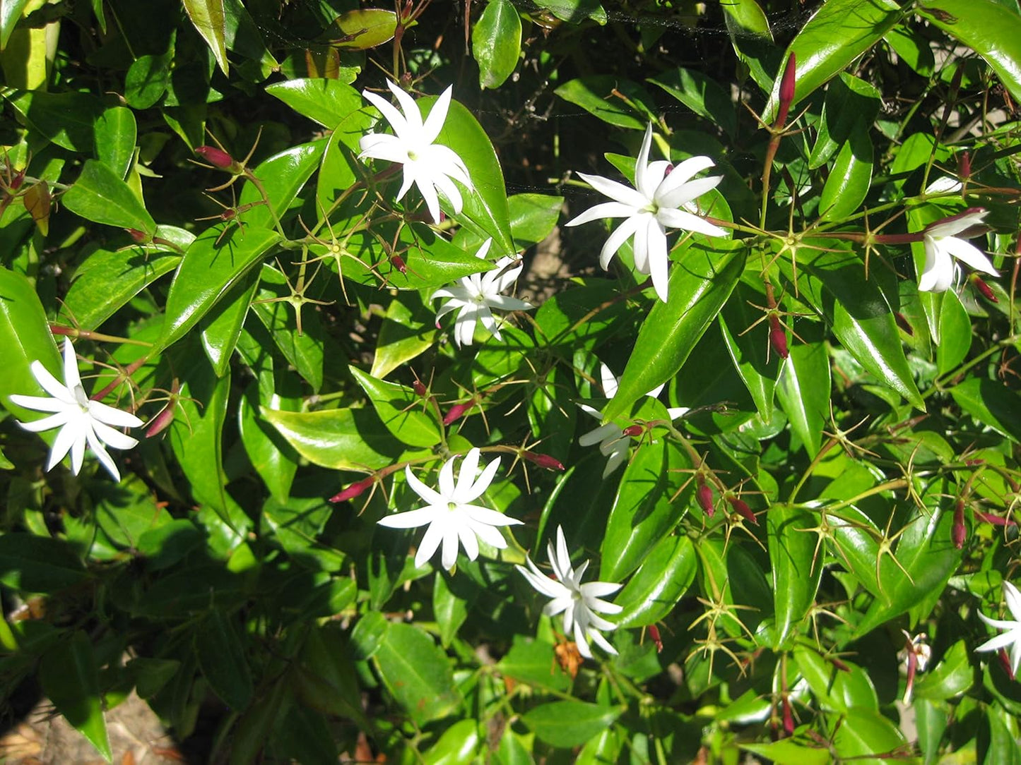 Star Jasmine - 40 Live Plants - Jasminum Nitidum - Fragrant Blooming Evergreen Vine