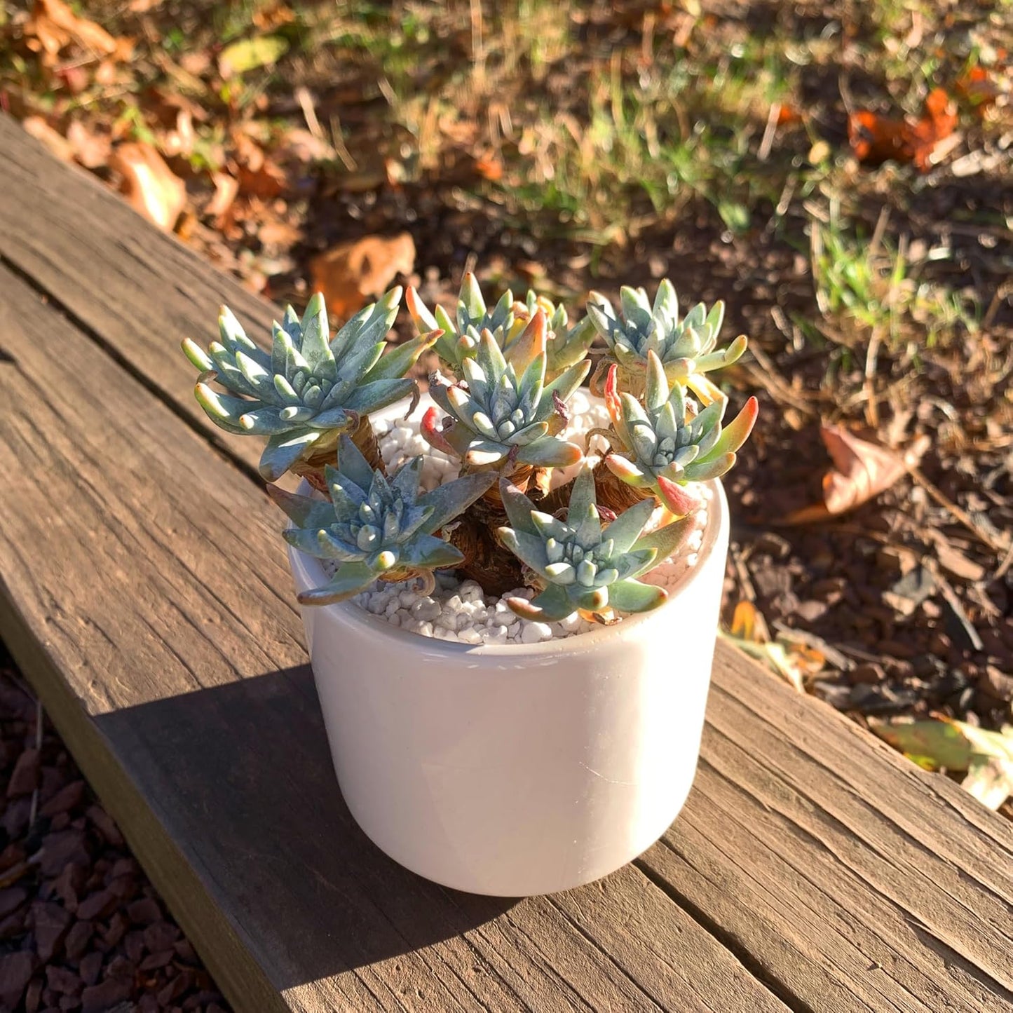 Dudleya Gnoma S.W.McCabe Rare Live Succulent Plants, Over 5 Heads Pot Size 3.4 inches Pink Live Plant, Excludes Pot Soil, Garden Indoor Office Desk, Party Baby Shower Decor, Gift for Plant Enthusiasts