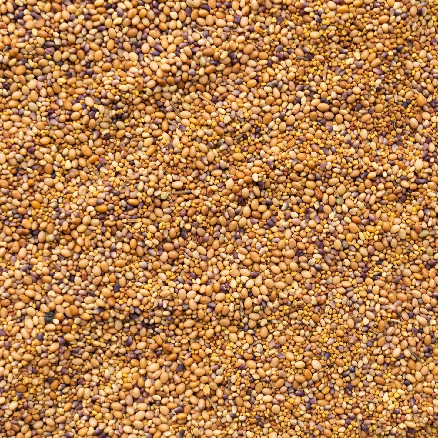 Clover Trio Seed Blend – Premium 1 Lb ~179,200 Seeds – Red, White & Crimson Clover – Cover Crop & Soil Enrichment Mix