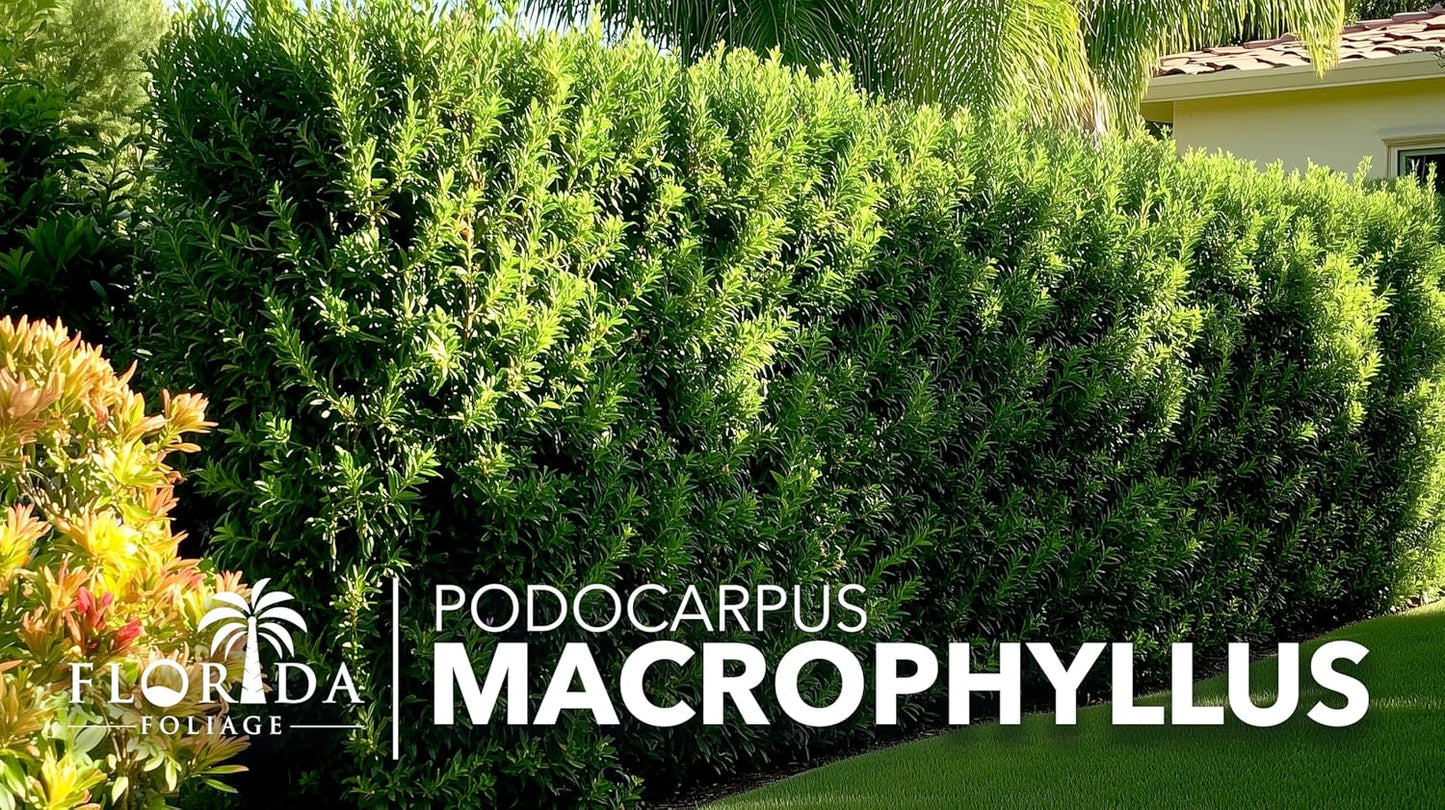 Podocarpus Macrophyllus Japanese Yew | 50 Live Plants | Podocarpus macrophyllus | Privacy Hedge Shrub | Evergreen Landscaping Plants for Gardens & Borders
