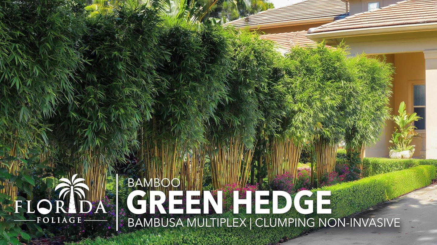 Green Hedge Bamboo | 5 Large Gallon Size Plants | Bambusa multiplex | Fast Growing Privacy Screen | Clumping Bamboo for Landscapes Gardens Walkways Accent Foundation Beds Decorative Garden