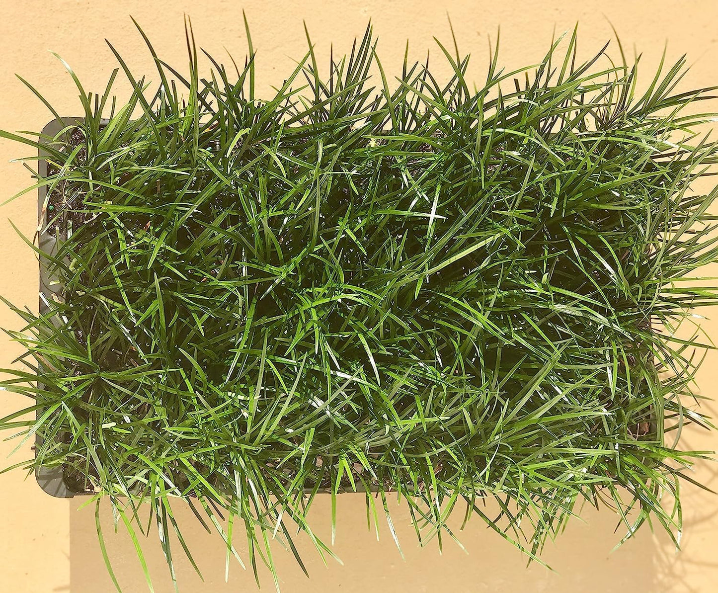 Mondo Grass - 3 Live Plants - Ophiopogon Japonicus - Live Evergreen Groundcover Plants - Shade Loving