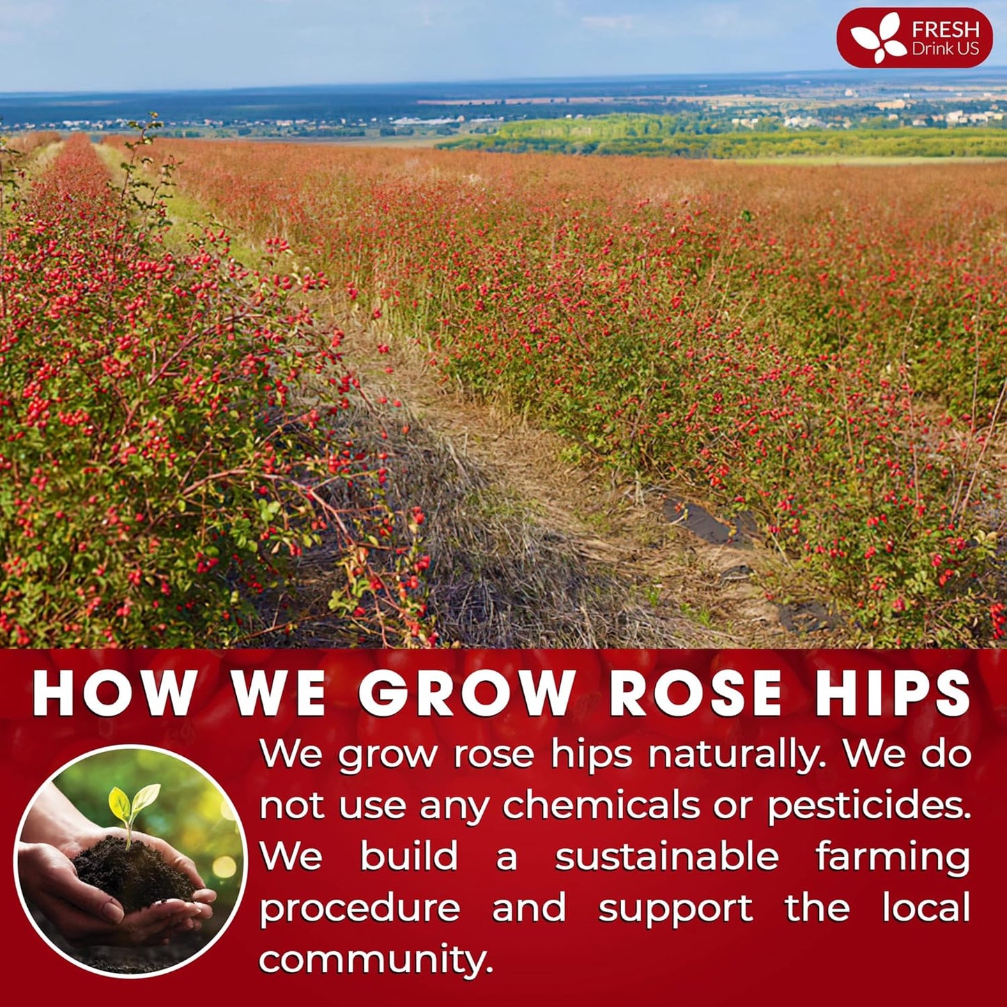 FreshDrinkUS, Premium 55 Rosehip Tea Bags, 100% Natural & Pure from Rose Hip Fruits. Loose Rosehip Herbal Tea. Made with Natural Material Tea Bags. No Sugar, No Caffeine, No Gluten, Vegan.