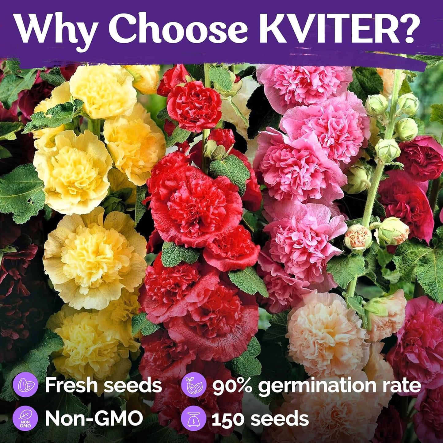 KVITER 150 Chaters Hollyhock Seeds for Planting (Alcea rosea) - Heirloom | Tall Blooms | Pollinator Magnet - Double Hollyhocks Flower Seeds to Plant Outside in Garden, Cottage Borders, Containers