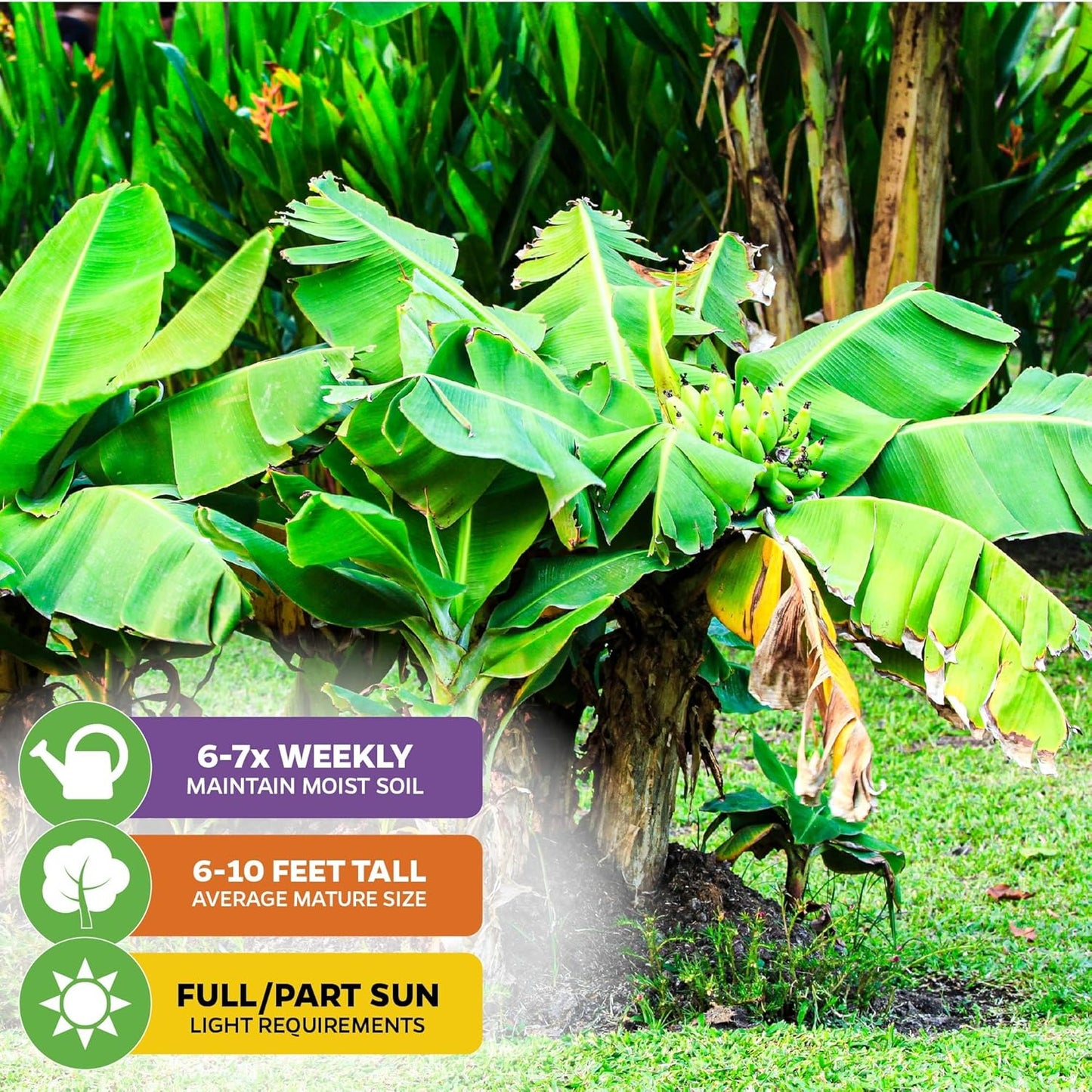 Dwarf Orinoco Banana Tree Live Plant - Musa acuminata by Wellspring Gardens - Starter Plant Ideal for Gardens & Containers - Great for Indoor Houseplants, Outdoor Landscaping & Garden Planting