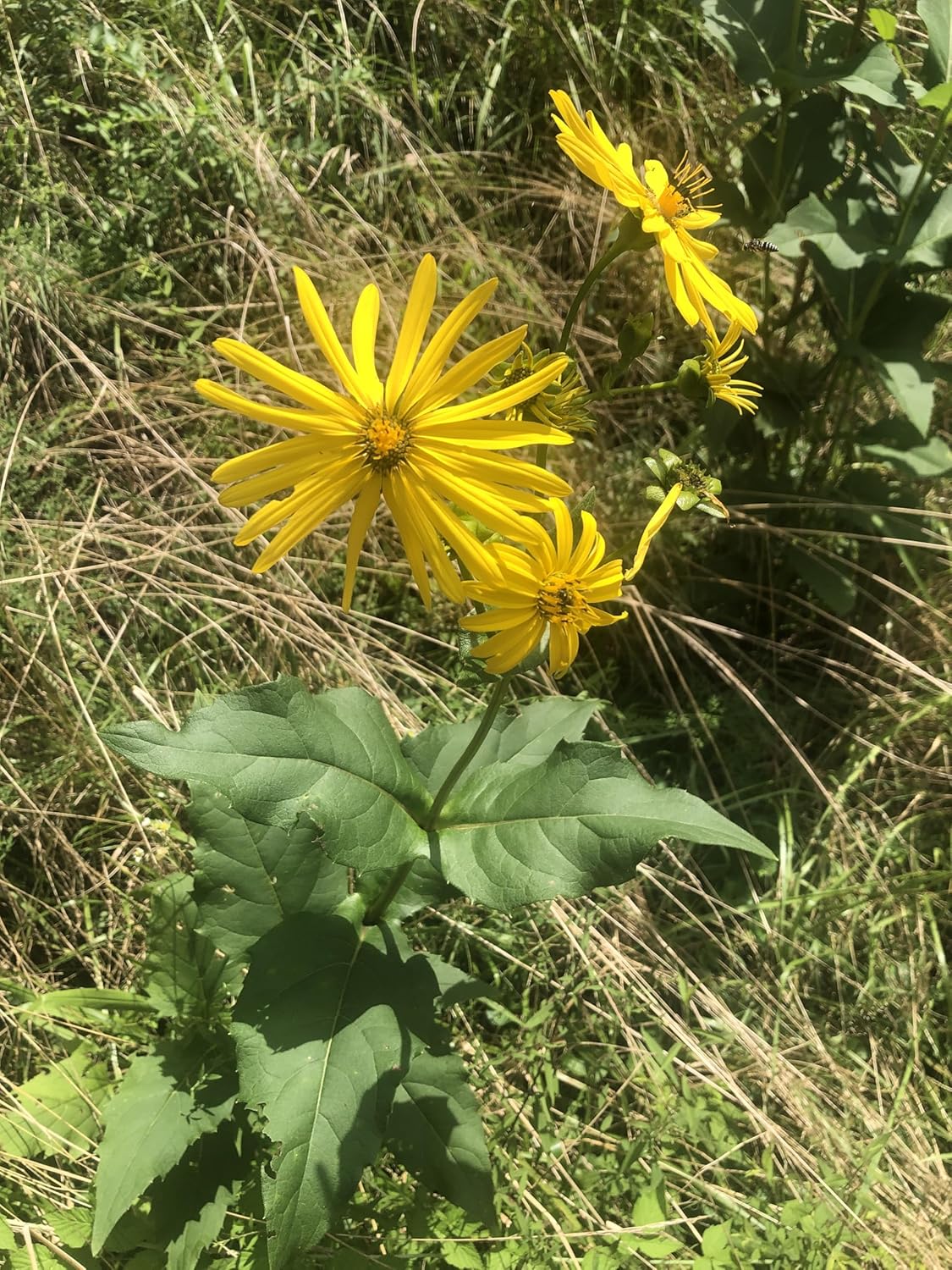 Cup Plant (Silphium perfoliatum) 2.5 in Pot Herbaceous Perennial Live Plant