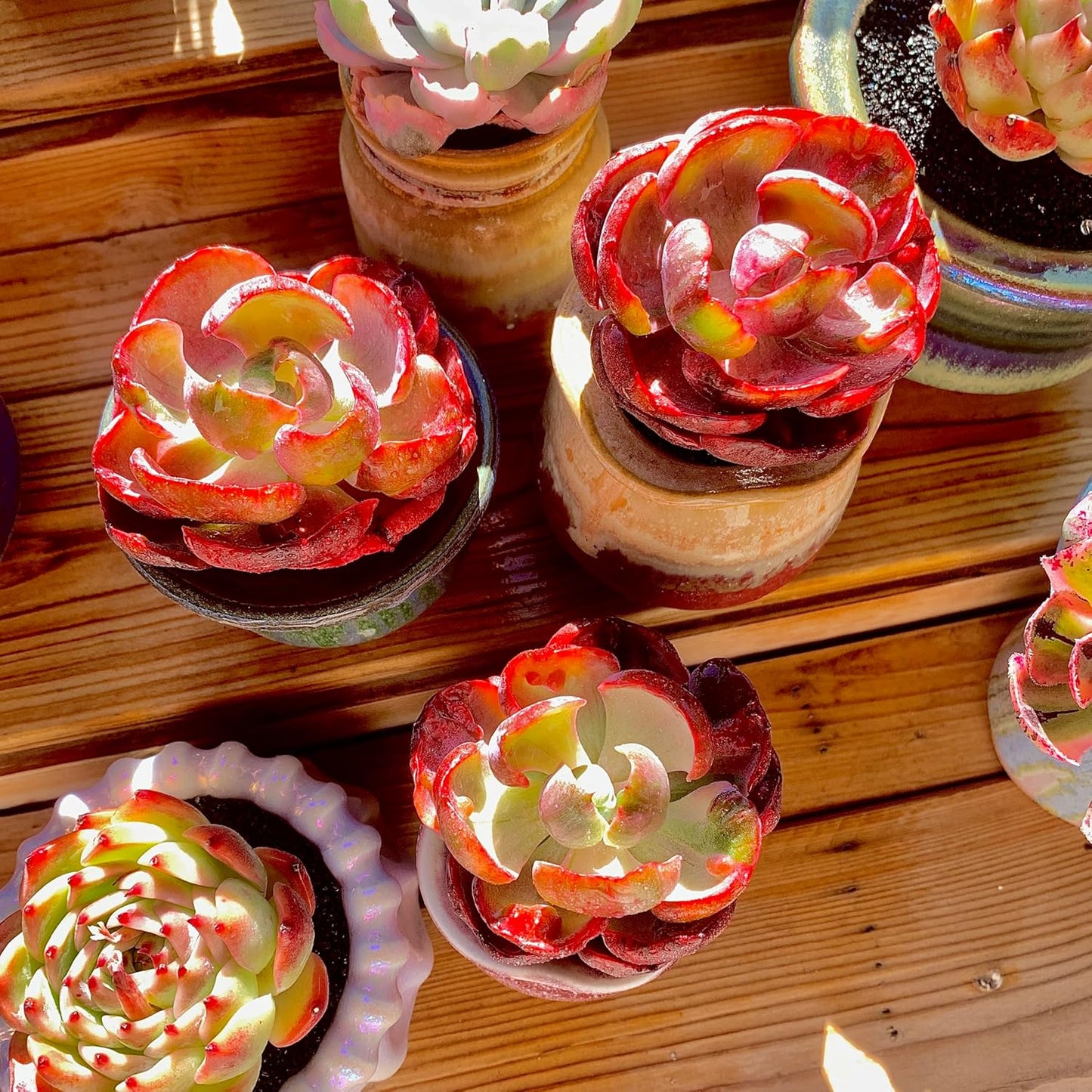 FWPP Cotyledon orbiculata ‘Variegated Heart of Moon’Live Succulent Plant in 2 Inch Pot, Red-Edged Variegated Leaves, Fully Rooted Easy Care Houseplant, Great Gift for Plant Lovers & Indoor Decor